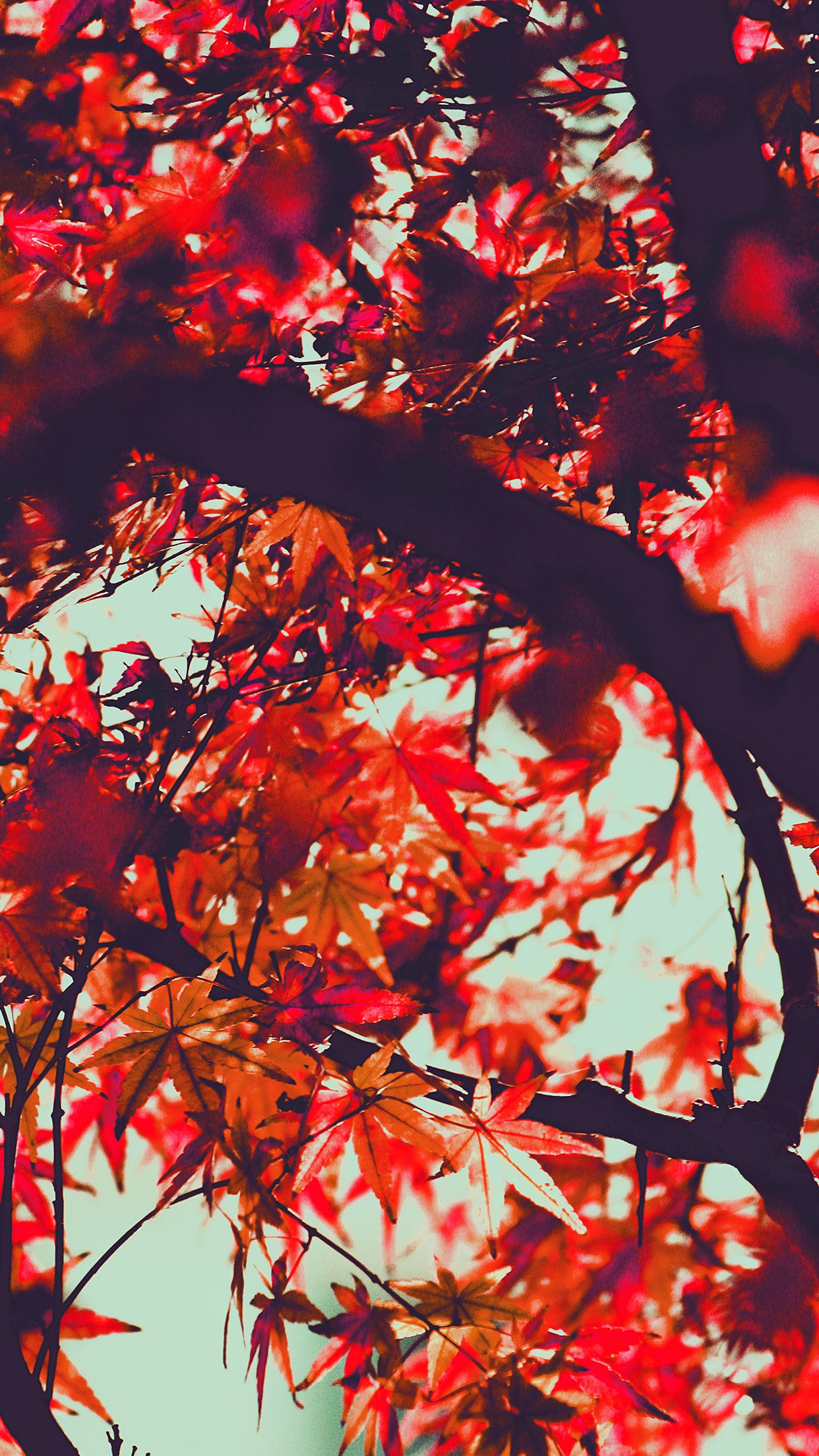 autumn wallpaper for android,tree,red,leaf,branch,woody plant