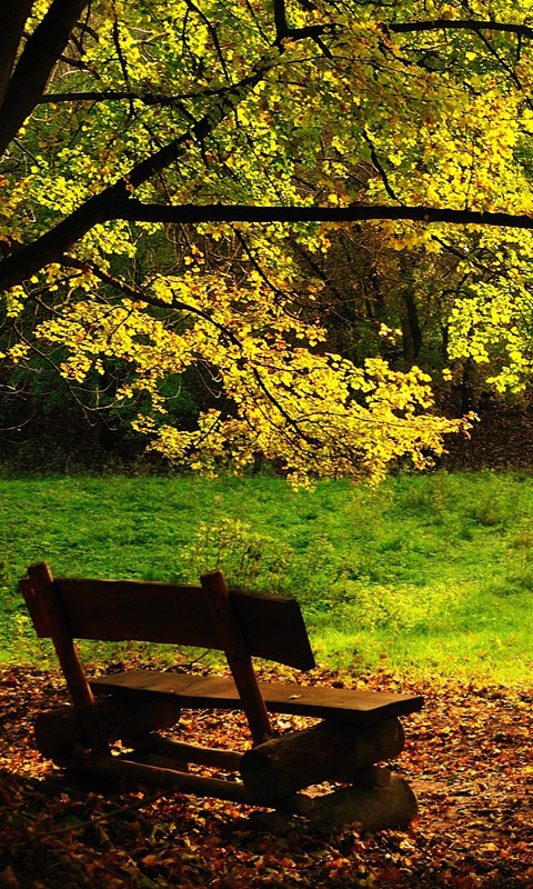 herbst wallpaper für android,natürliche landschaft,natur,baum,bank,picknicktisch