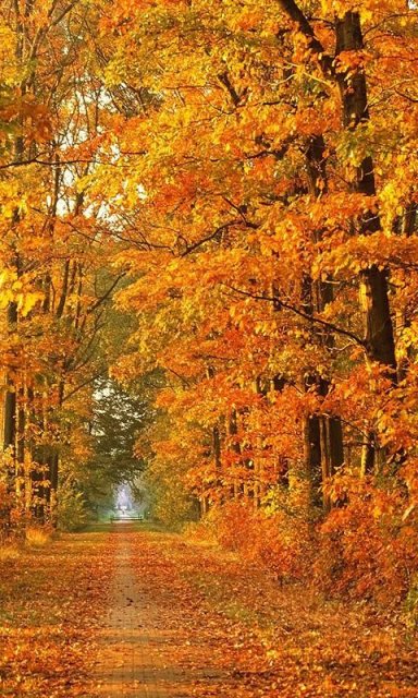 otoño fondo de pantalla para android,árbol,paisaje natural,naturaleza,hoja,otoño