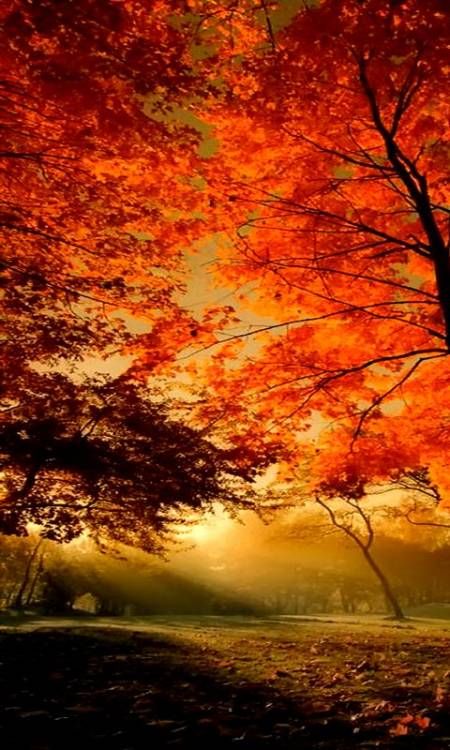 アンドロイドのための秋の壁紙,自然の風景,空,自然,木,朝の赤い空