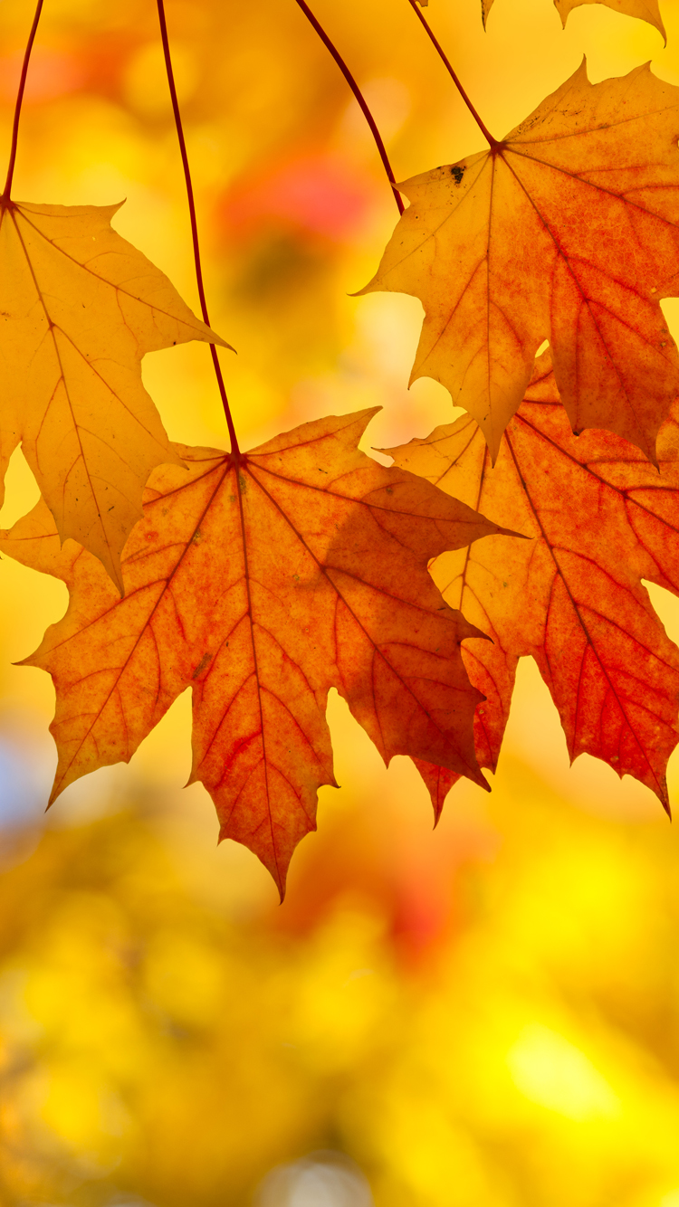 アンドロイドのための秋の壁紙,葉,木,カエデの葉,黄,オレンジ
