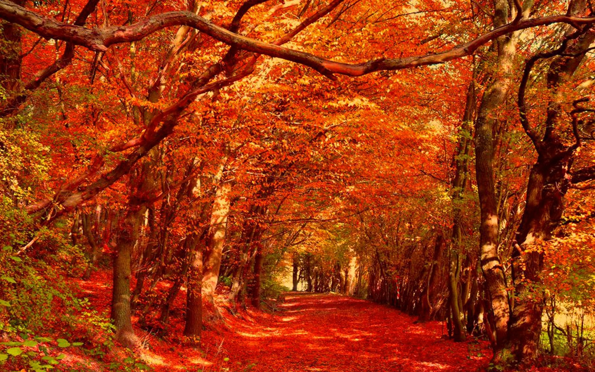 autumn wallpaper for android,tree,natural landscape,nature,leaf,deciduous