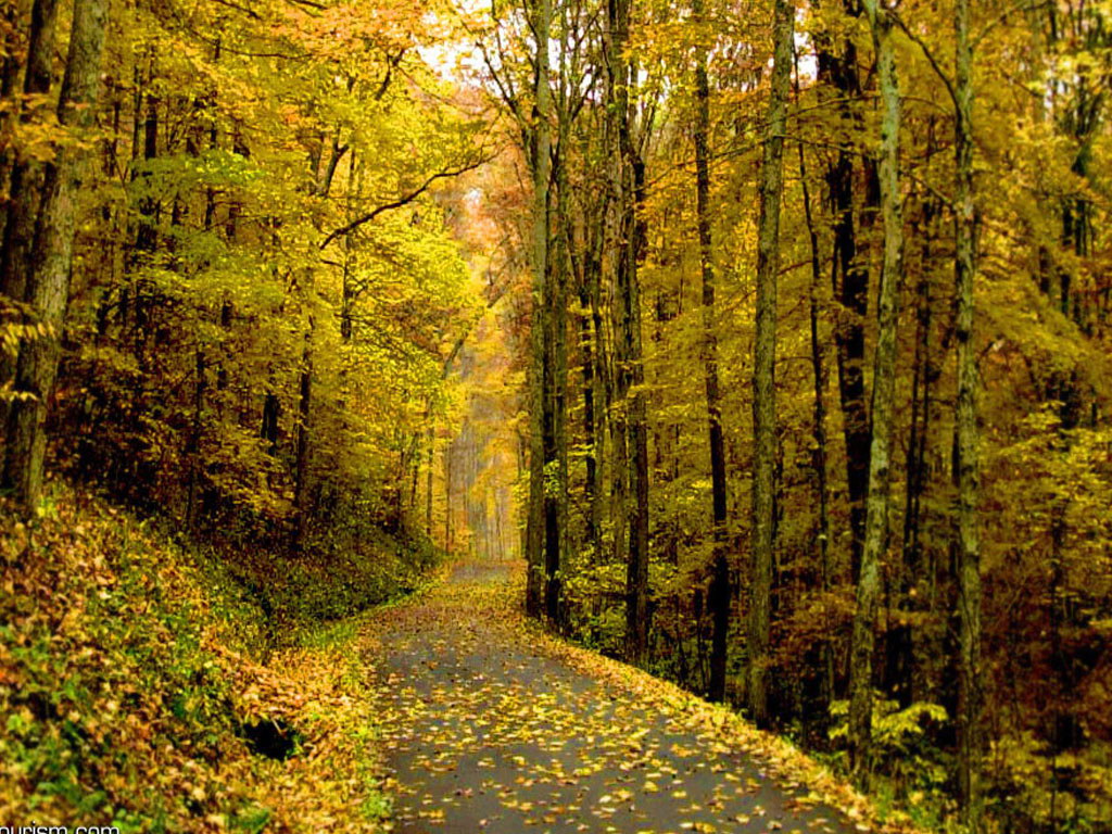 アンドロイドのための秋の壁紙,木,自然の風景,自然,森林,葉