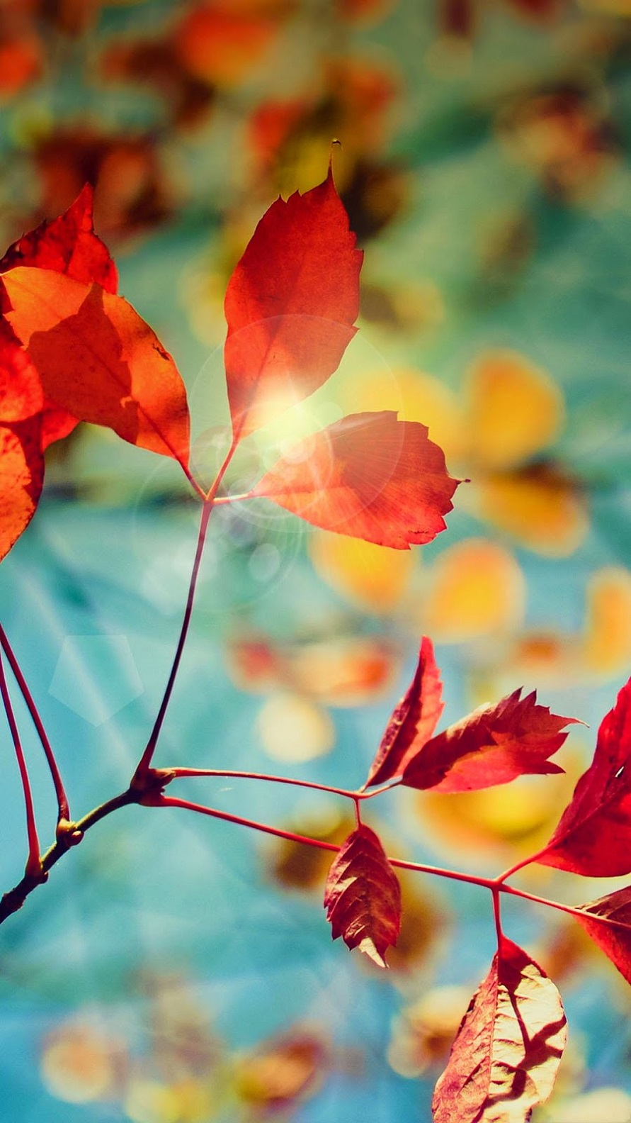 autumn wallpaper for android,leaf,nature,red,plant,flower