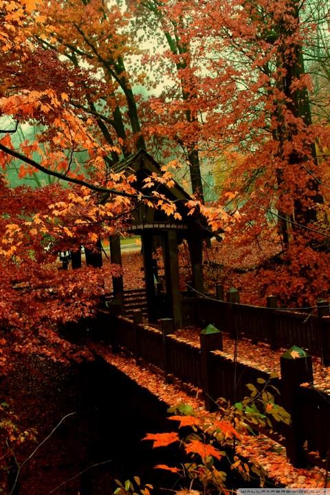 アンドロイドのための秋の壁紙,自然の風景,木,自然,葉,秋