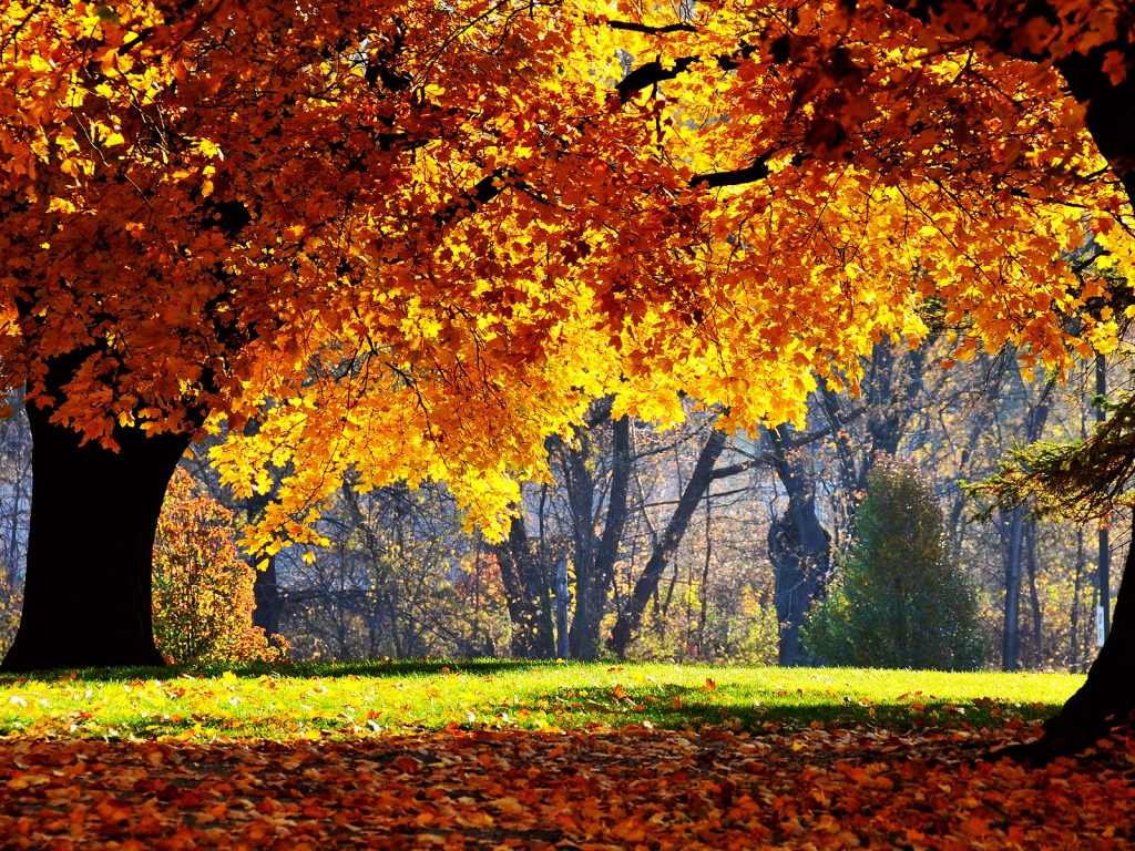 carta da parati natura autunnale,albero,paesaggio naturale,natura,foglia,autunno