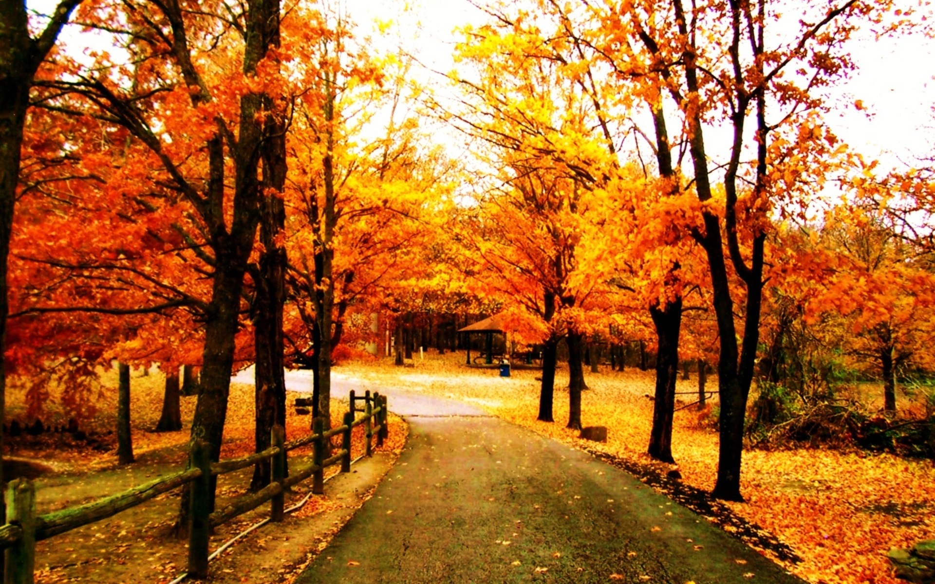 herbst natur tapete,baum,natürliche landschaft,natur,herbst,blatt