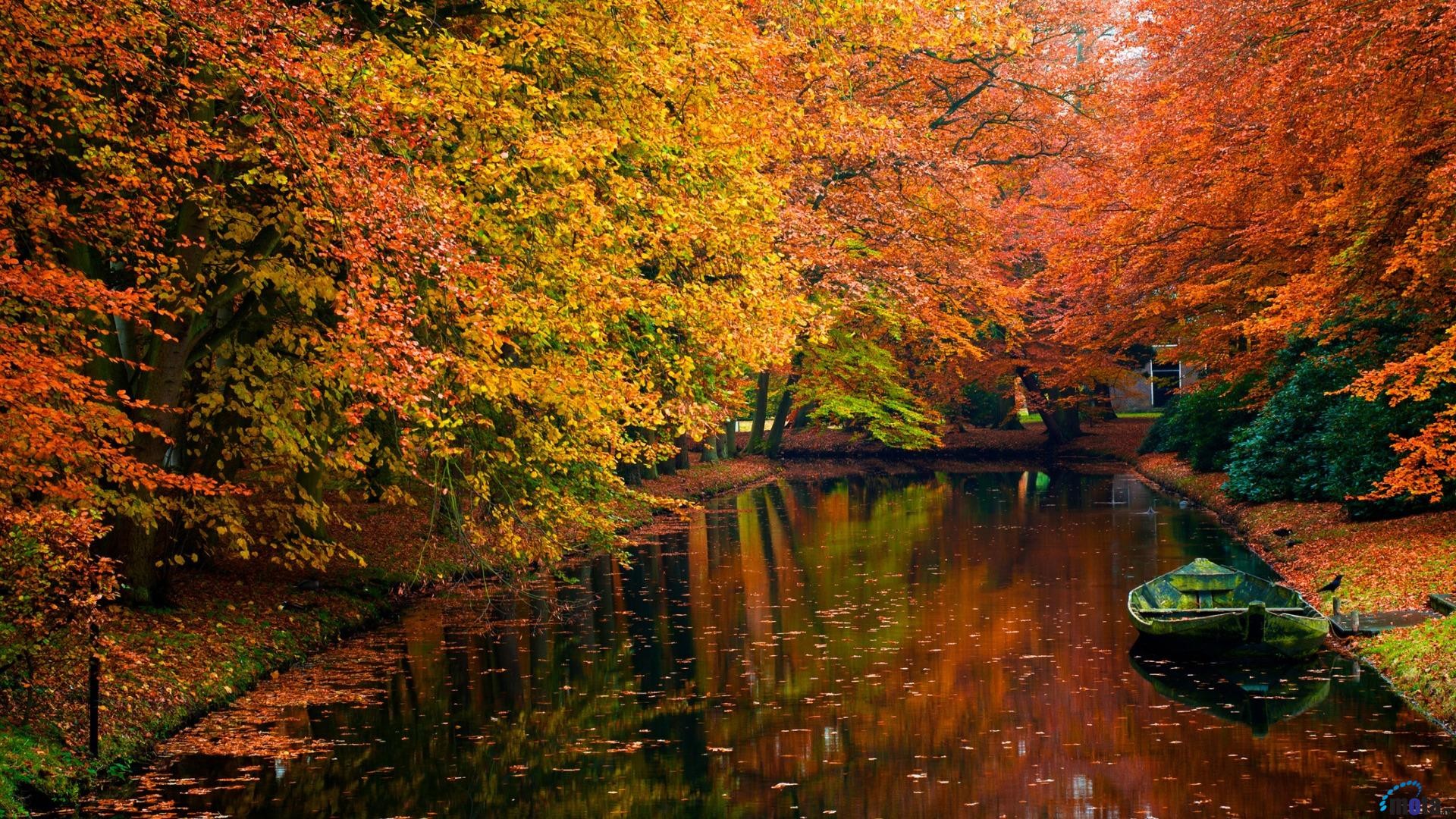 秋の自然の壁紙,自然の風景,自然,木,反射,葉
