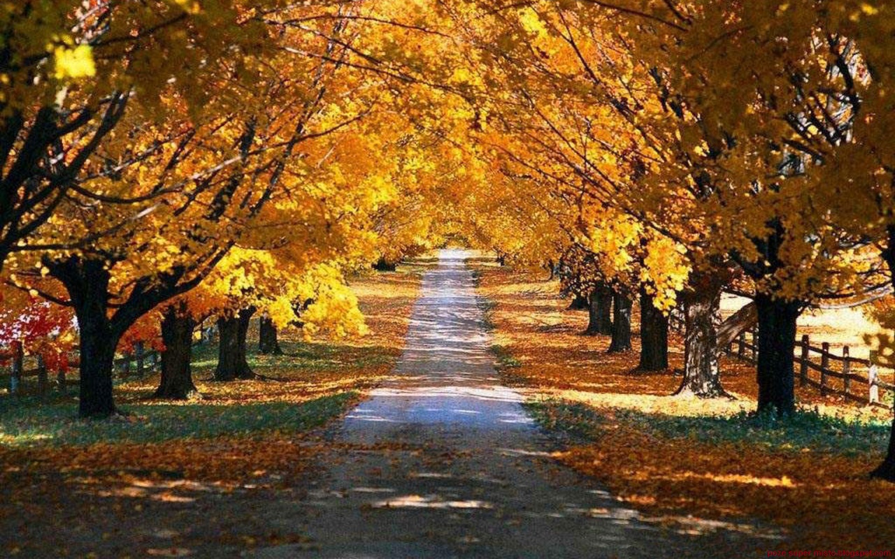 秋の自然の壁紙,木,自然の風景,自然,葉,秋