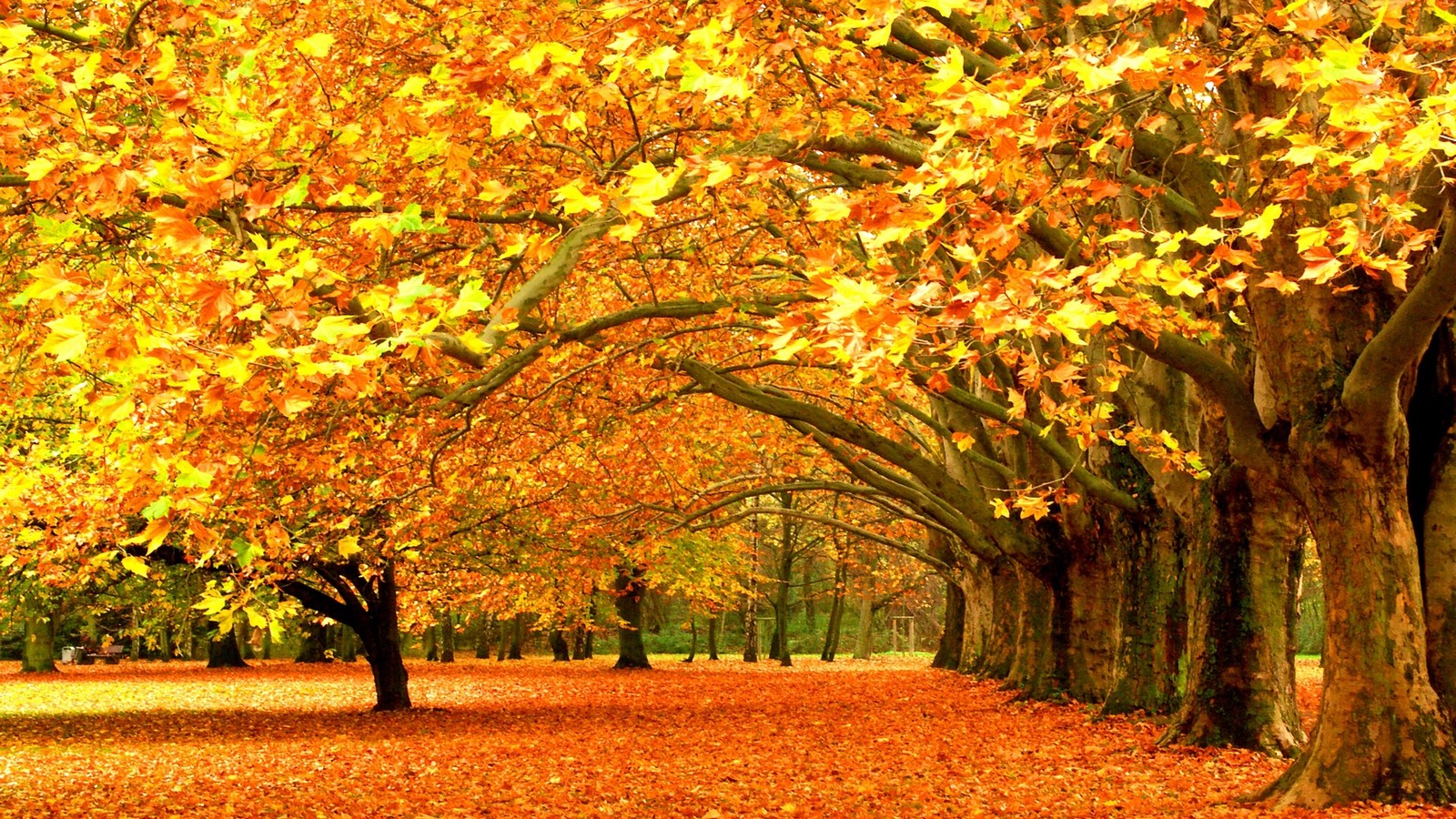 autumn nature wallpaper,tree,natural landscape,nature,leaf,autumn