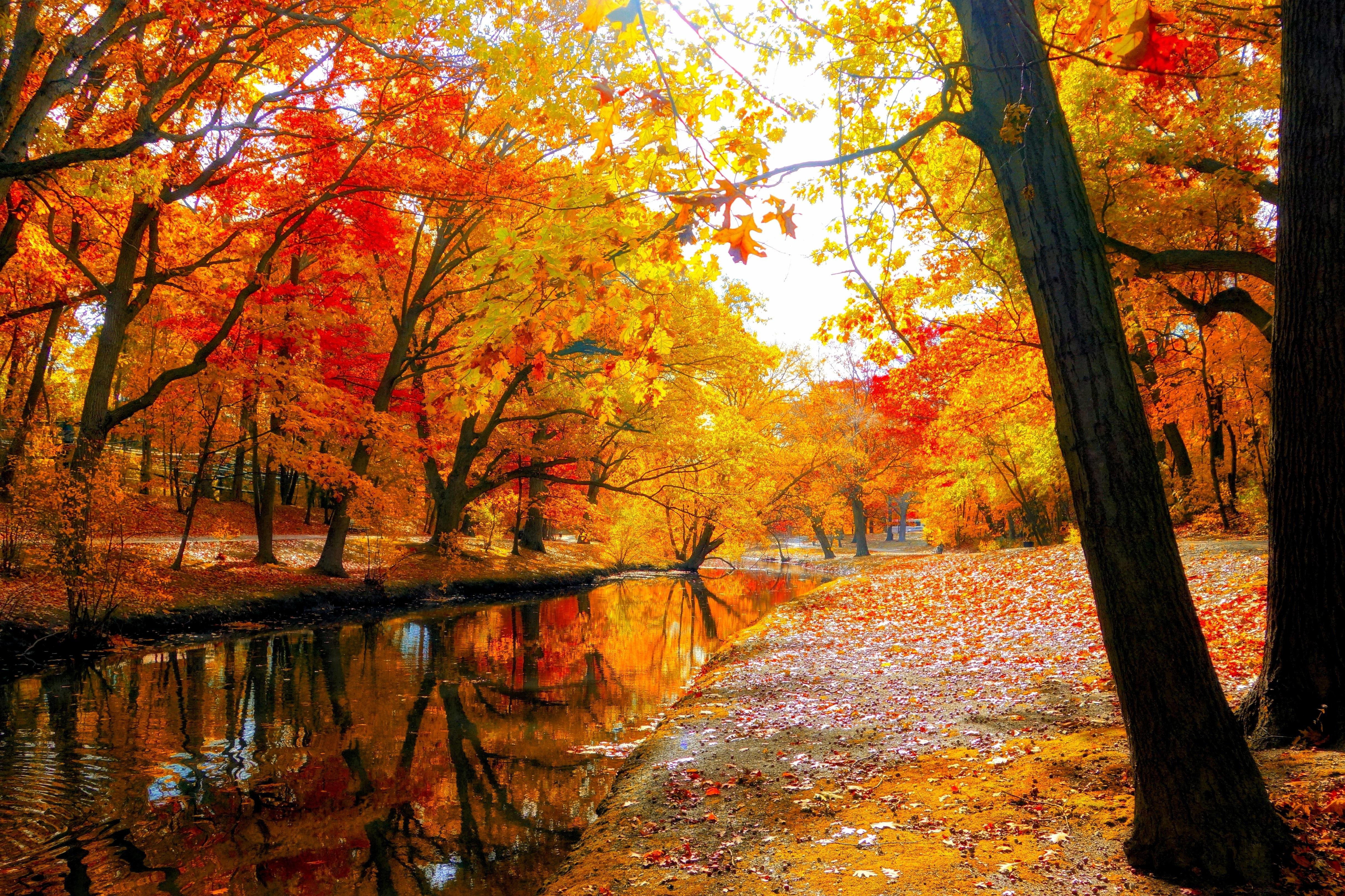 autumn nature wallpaper,tree,nature,natural landscape,leaf,reflection
