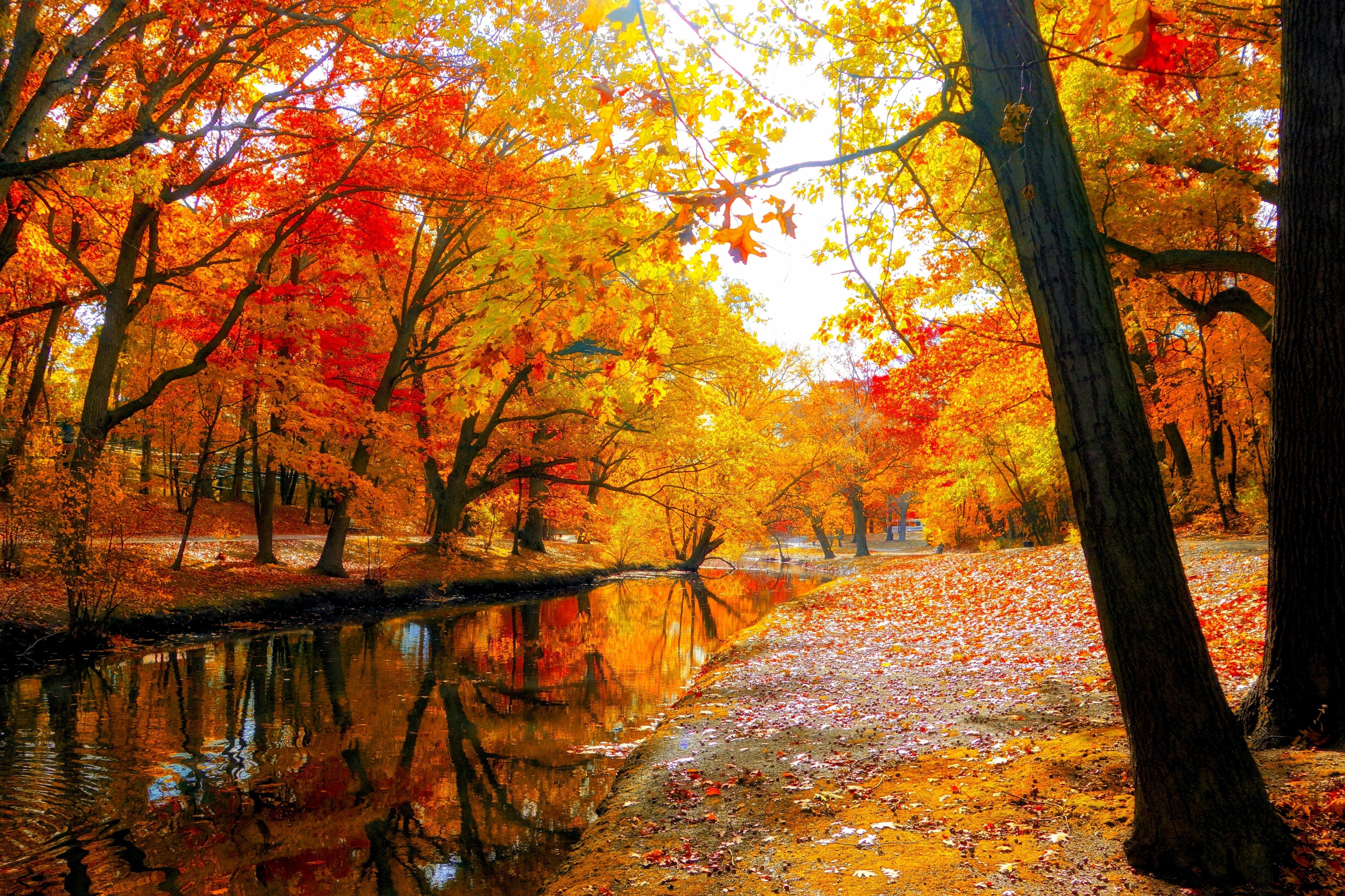 carta da parati natura autunnale,albero,natura,paesaggio naturale,foglia,riflessione