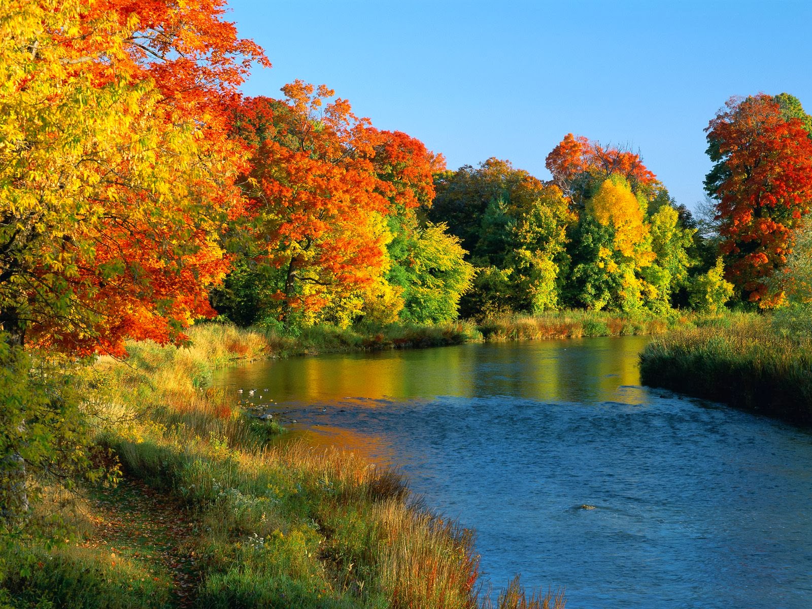 autumn nature wallpaper,natural landscape,nature,reflection,tree,leaf