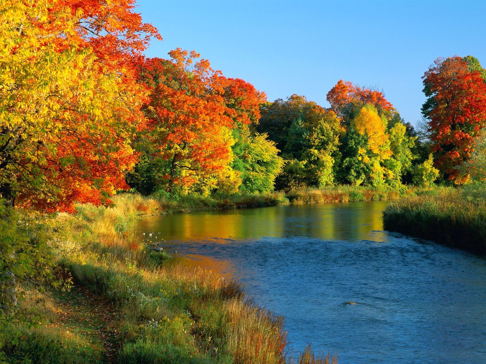 herbst natur tapete,natürliche landschaft,natur,betrachtung,baum,blatt