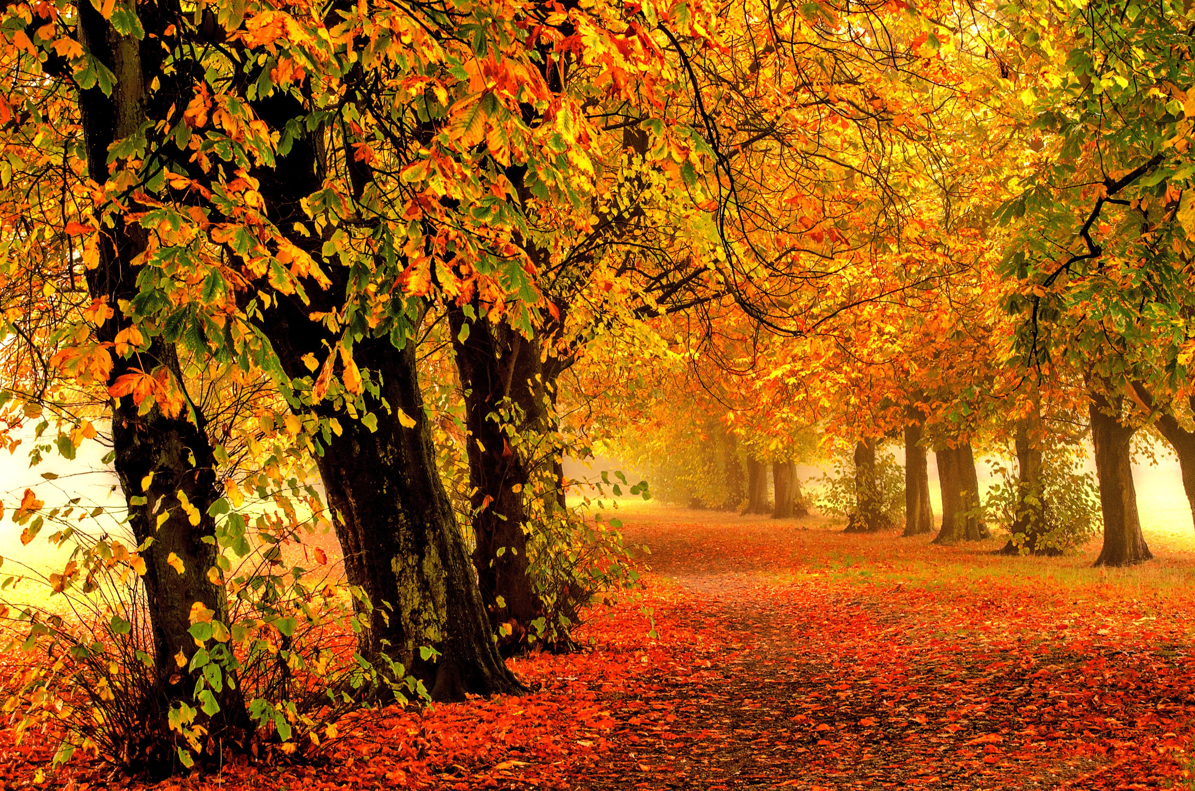 otoño naturaleza fondo de pantalla,árbol,paisaje natural,naturaleza,hoja,otoño