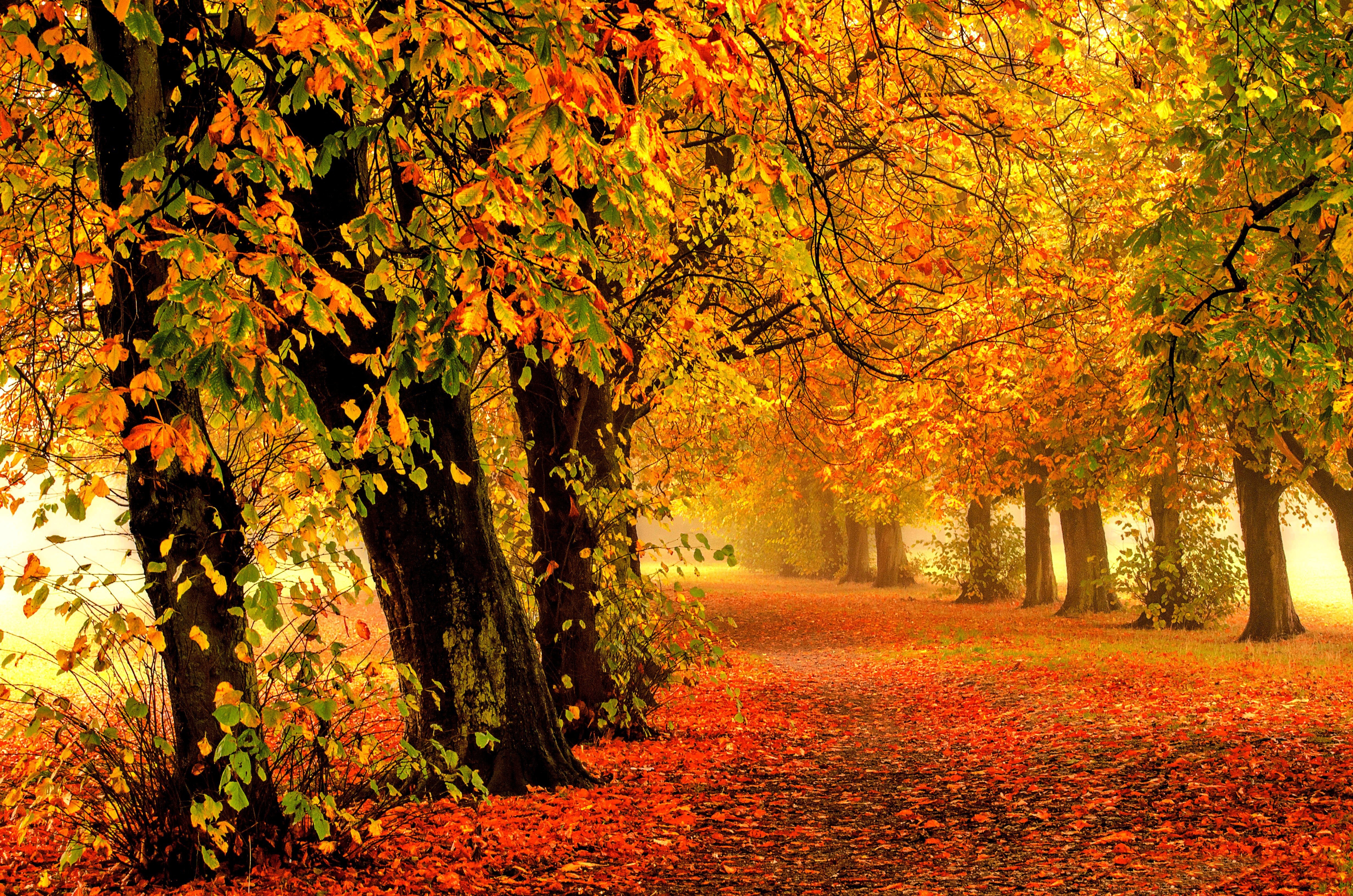 herbst natur tapete,baum,natürliche landschaft,natur,blatt,herbst