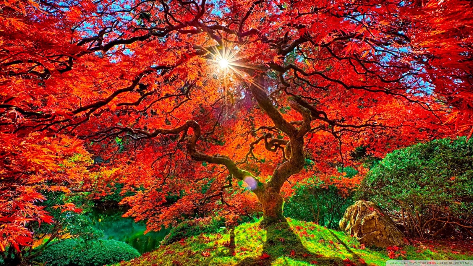 otoño naturaleza fondo de pantalla,paisaje natural,naturaleza,árbol,hoja,rojo