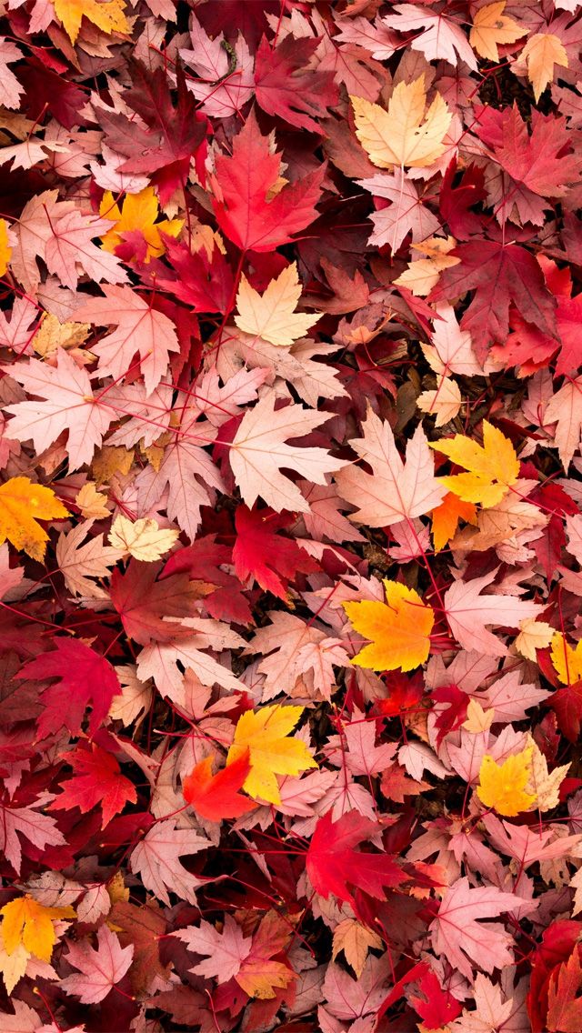 귀여운 가을 벽지,잎,나무,빨간,단풍잎,식물