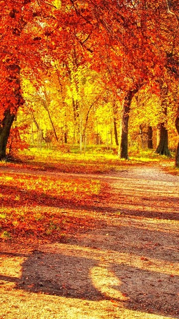 cute autumn wallpaper,natural landscape,tree,nature,leaf,deciduous