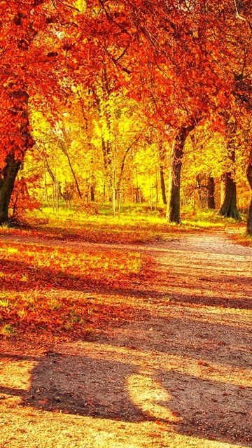 süße herbsttapete,natürliche landschaft,baum,natur,blatt,herbst