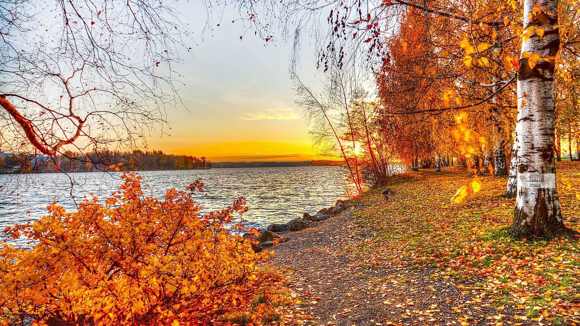 かわいい秋の壁紙,木,自然の風景,自然,葉,秋
