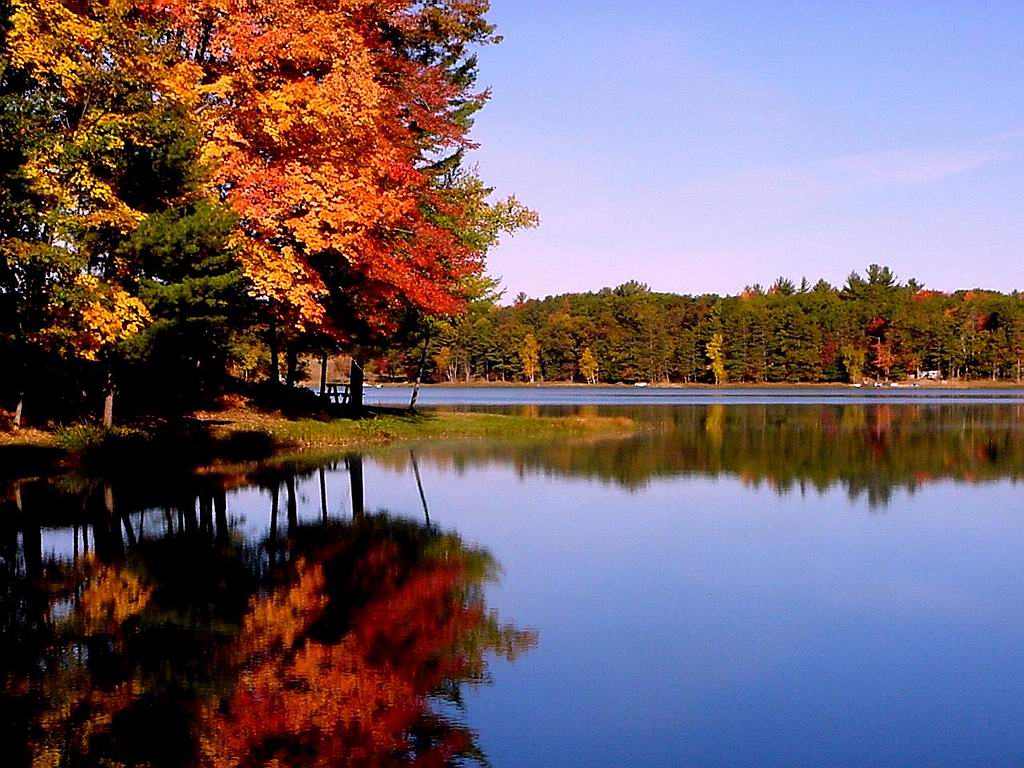 かわいい秋の壁紙,反射,自然の風景,自然,木,水