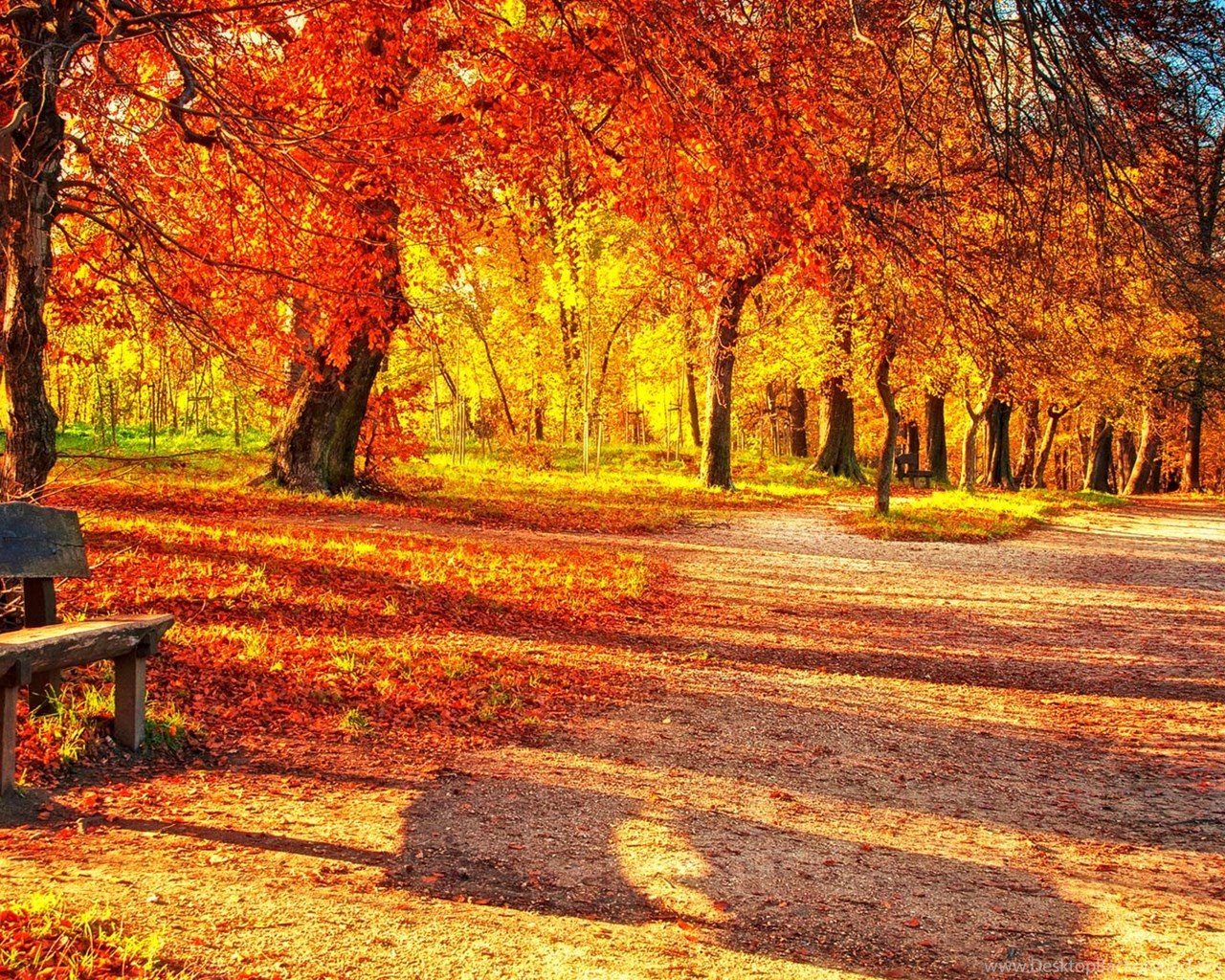かわいい秋の壁紙,自然の風景,木,自然,秋,葉
