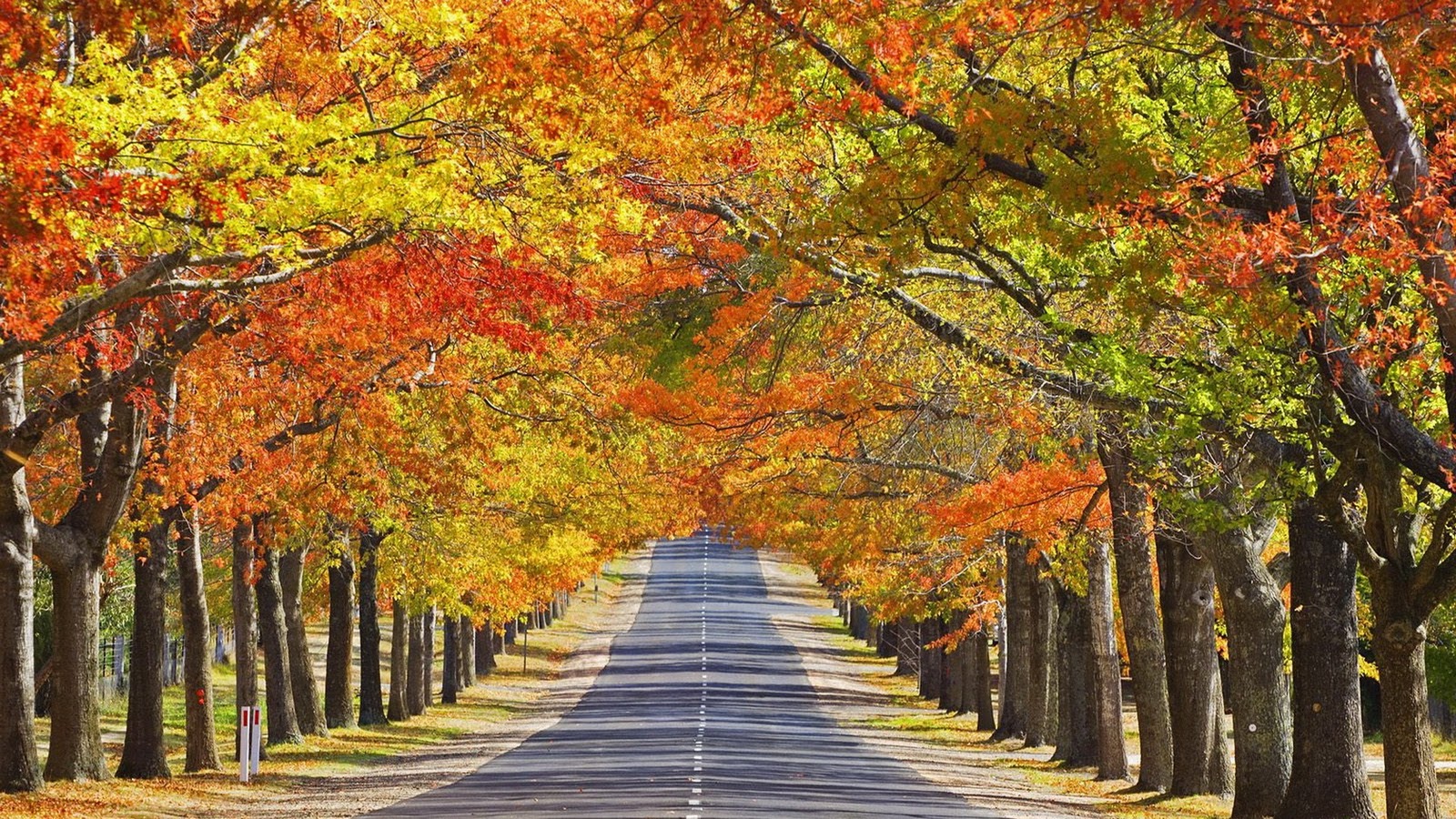 美しい秋の壁紙,木,自然の風景,自然,葉,秋