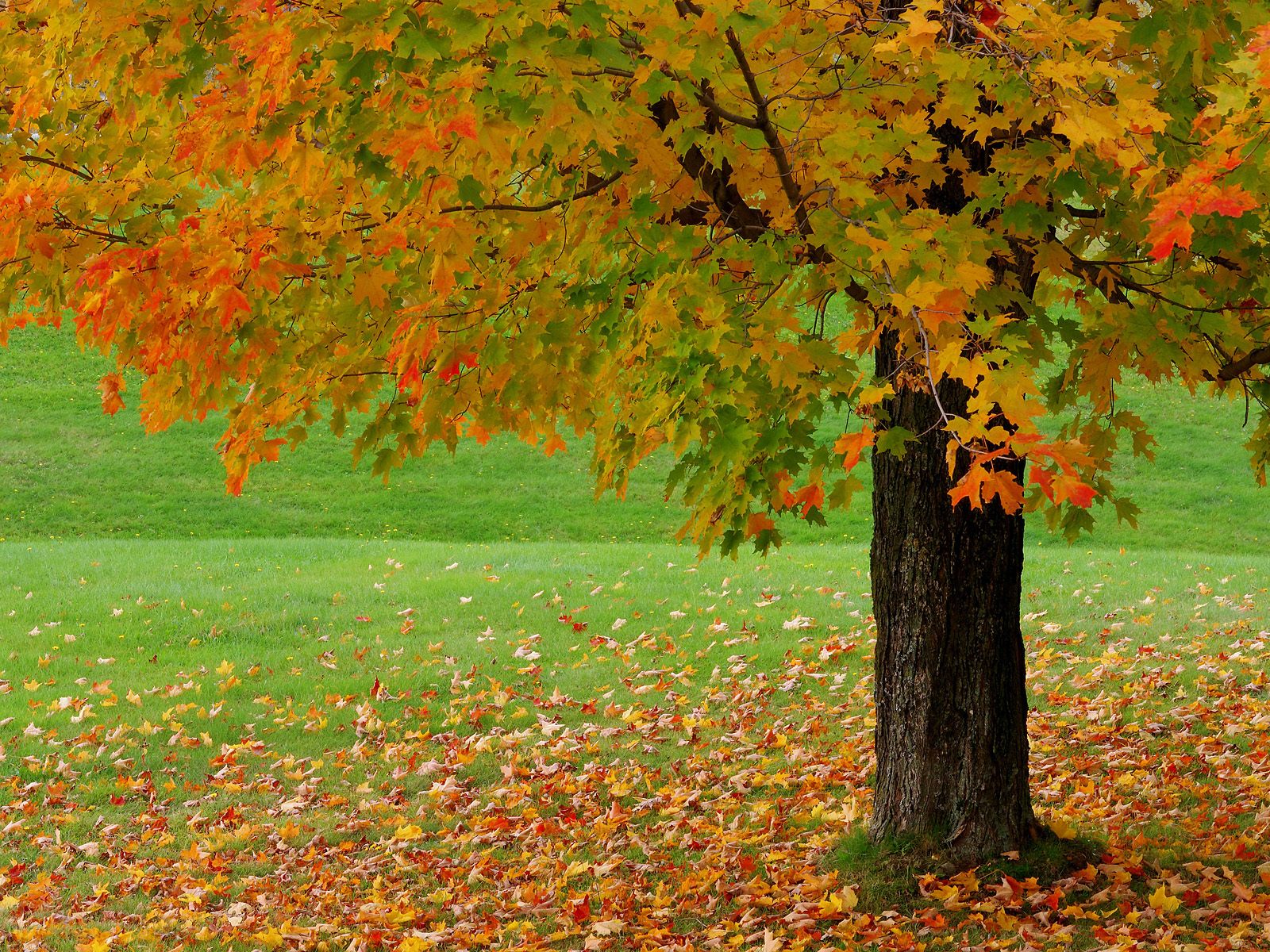 美しい秋の壁紙,木,葉,自然の風景,自然,秋