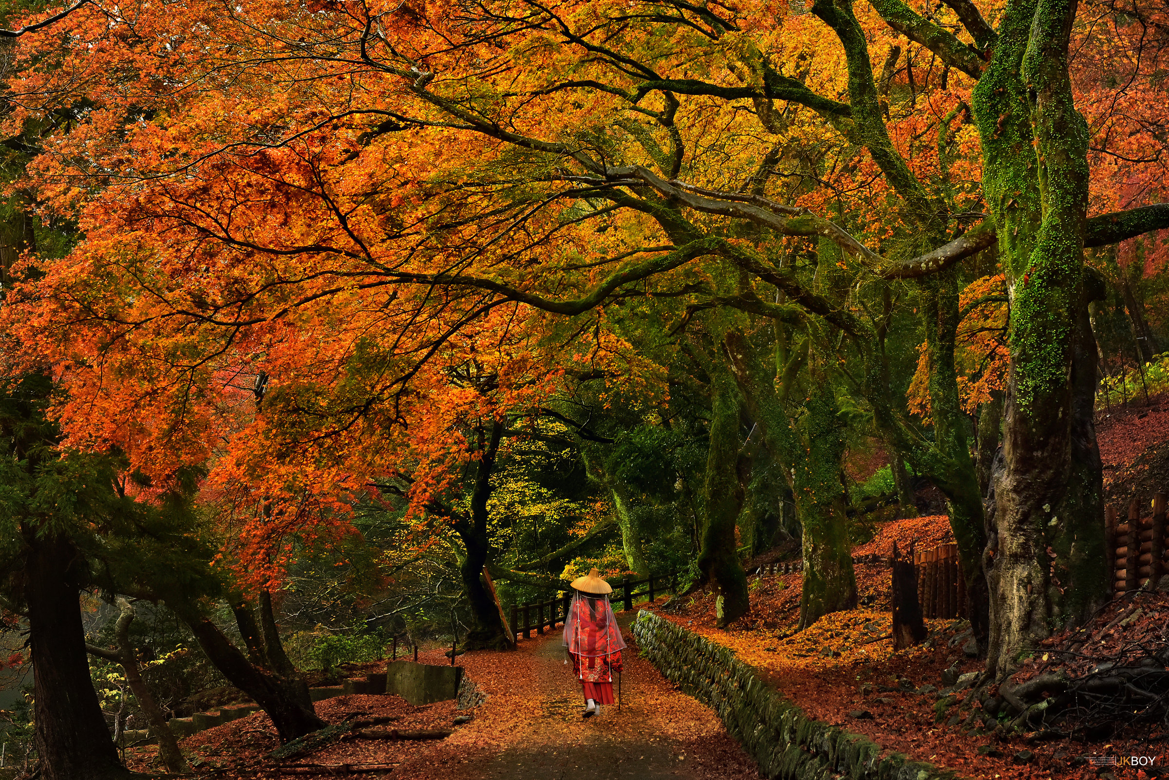 美しい秋の壁紙,木,自然,自然の風景,葉,森林