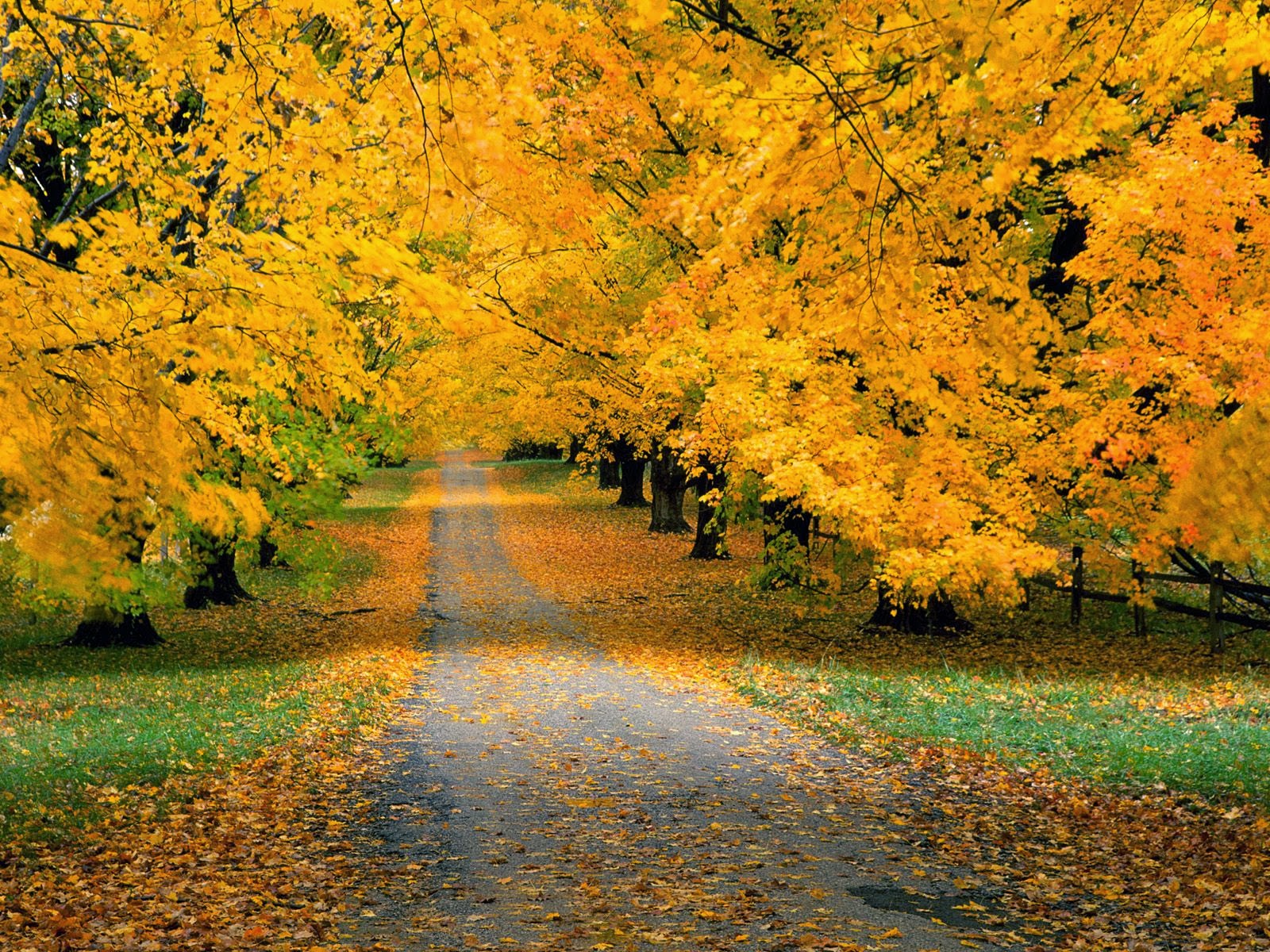 carta da parati natura caduta,albero,paesaggio naturale,natura,foglia,autunno