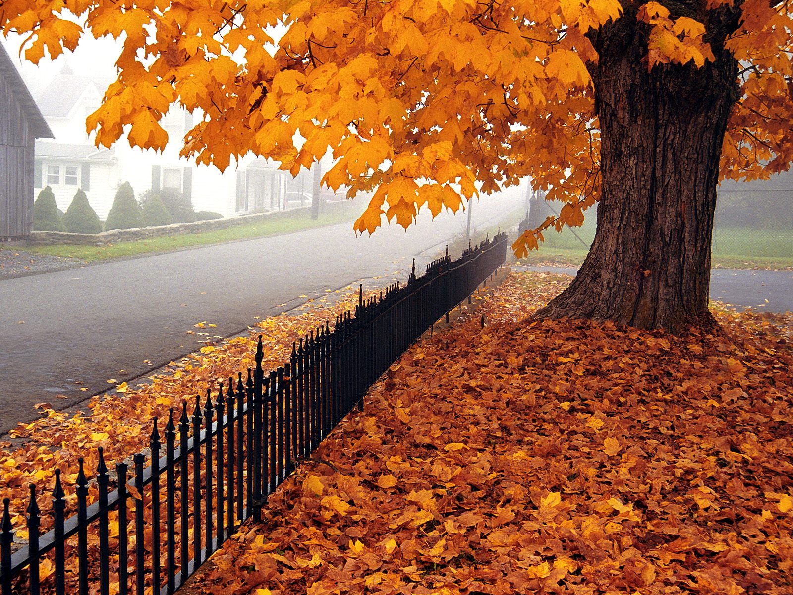 beautiful autumn wallpapers,tree,deciduous,natural landscape,autumn,leaf