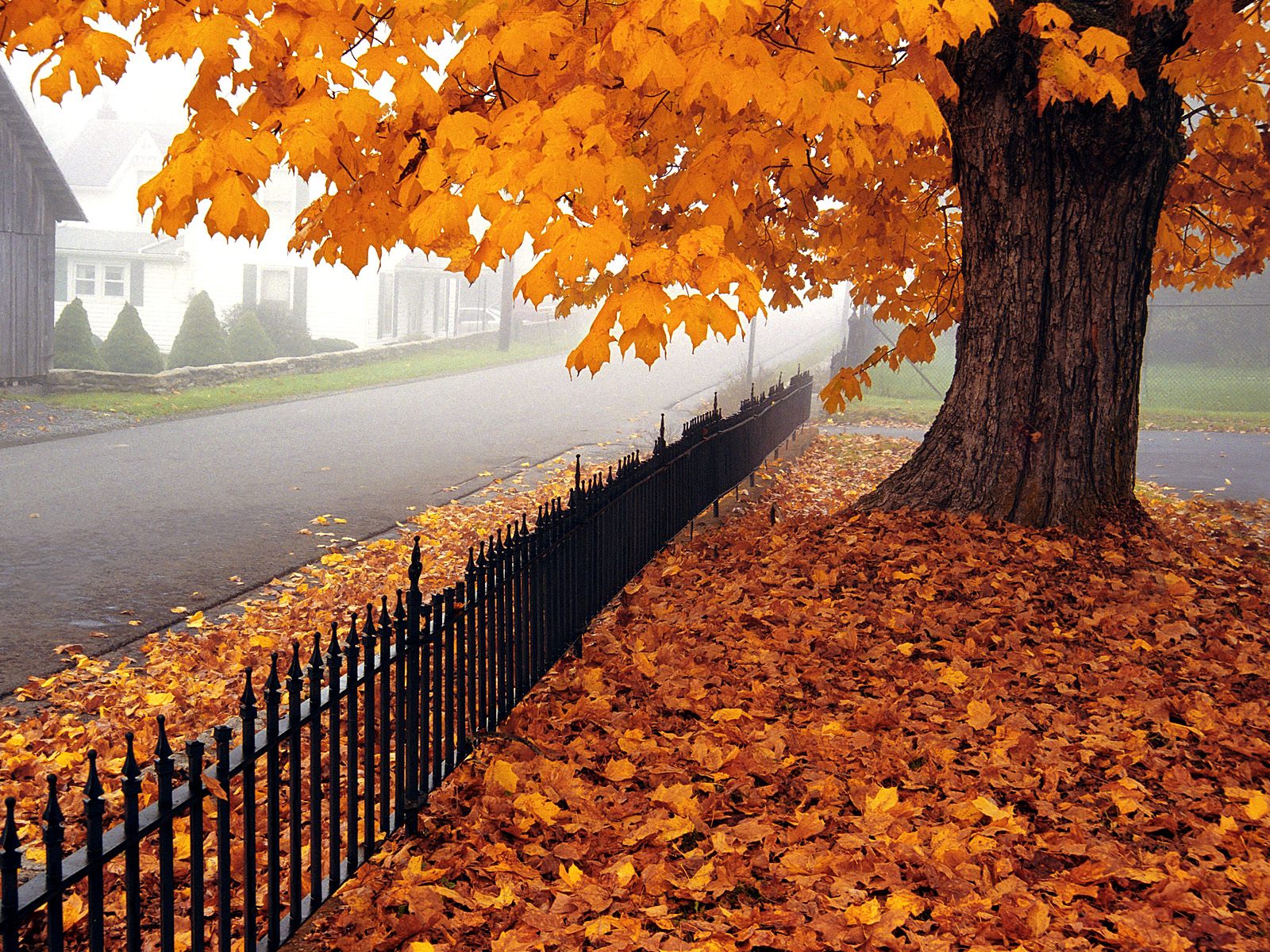 schöne herbsttapeten,baum,natürliche landschaft,herbst,blatt,natur