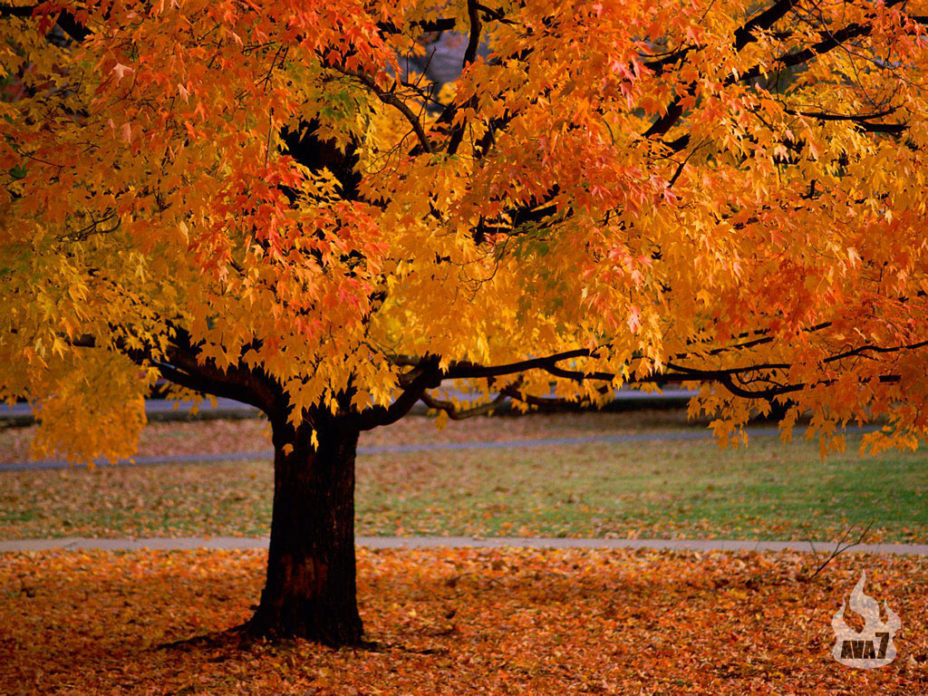 아름다운 가을 배경 화면,나무,잎,자연,자연 경관,가을