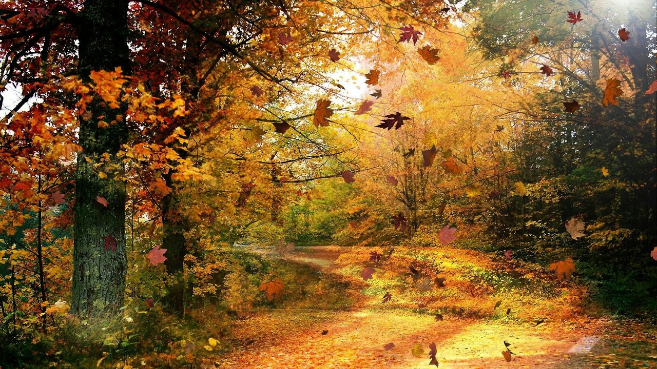 beautiful autumn wallpapers,natural landscape,nature,tree,painting,natural environment