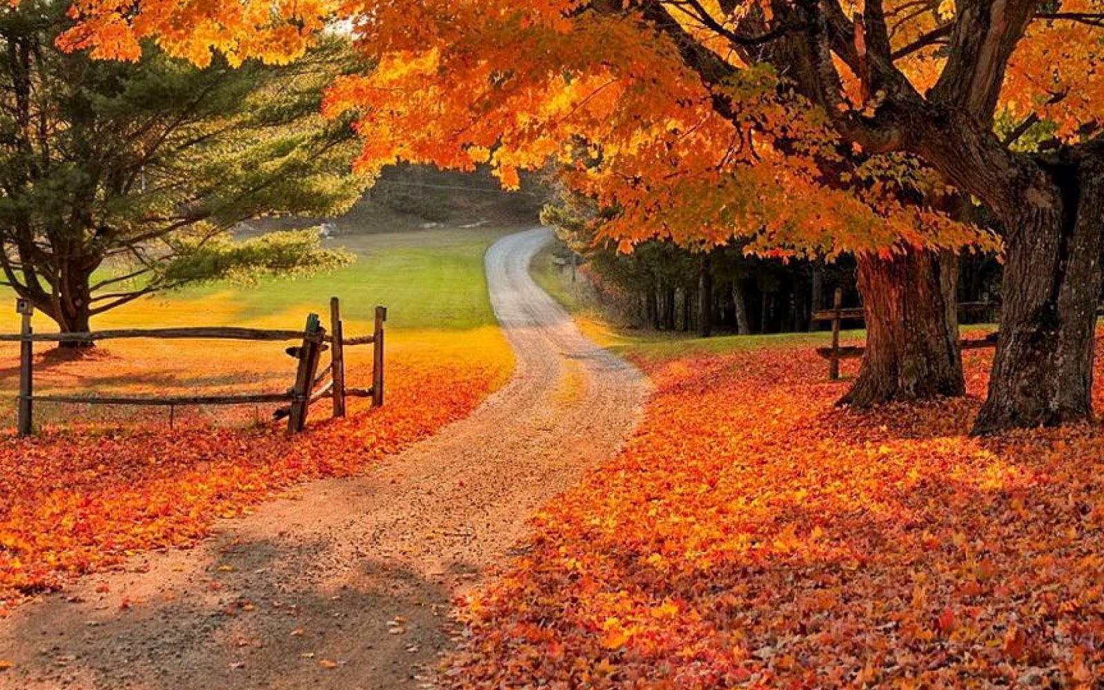아름다운 가을 배경 화면,자연 경관,자연,나무,가을,잎