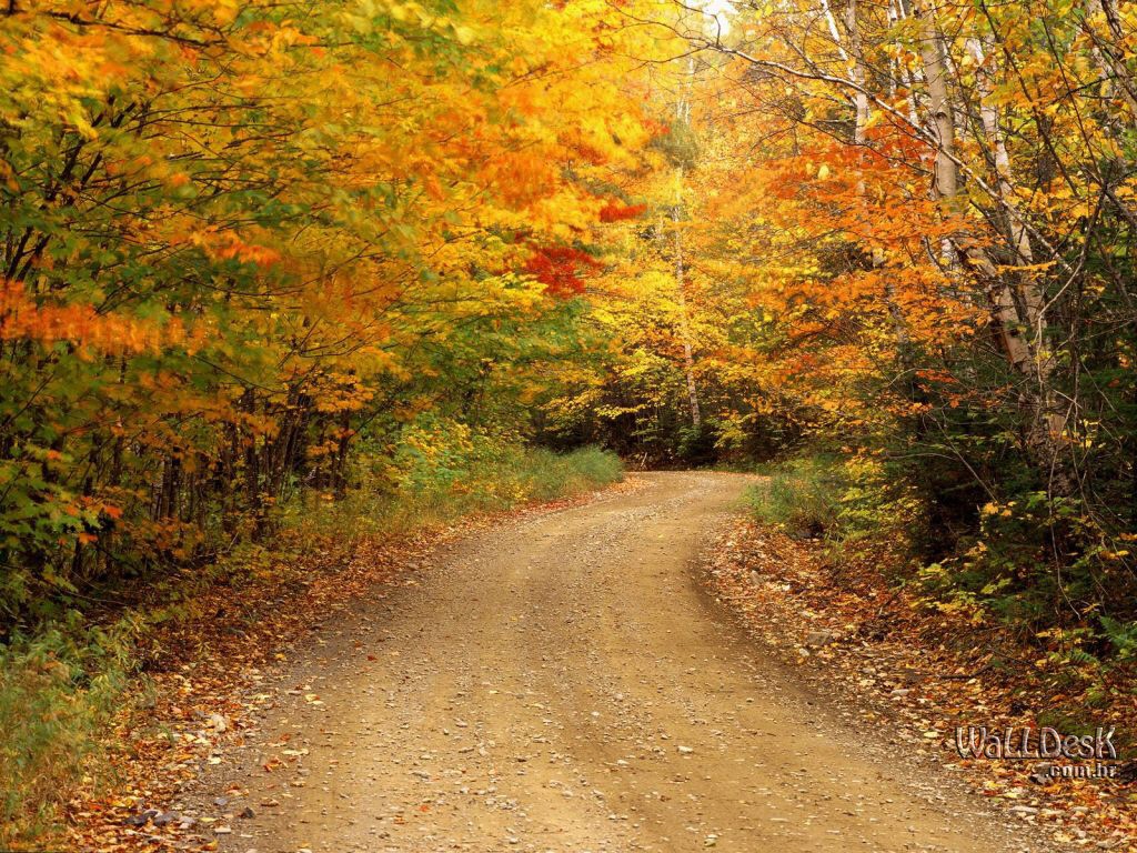 carta da parati natura caduta,paesaggio naturale,natura,albero,strada,foglia