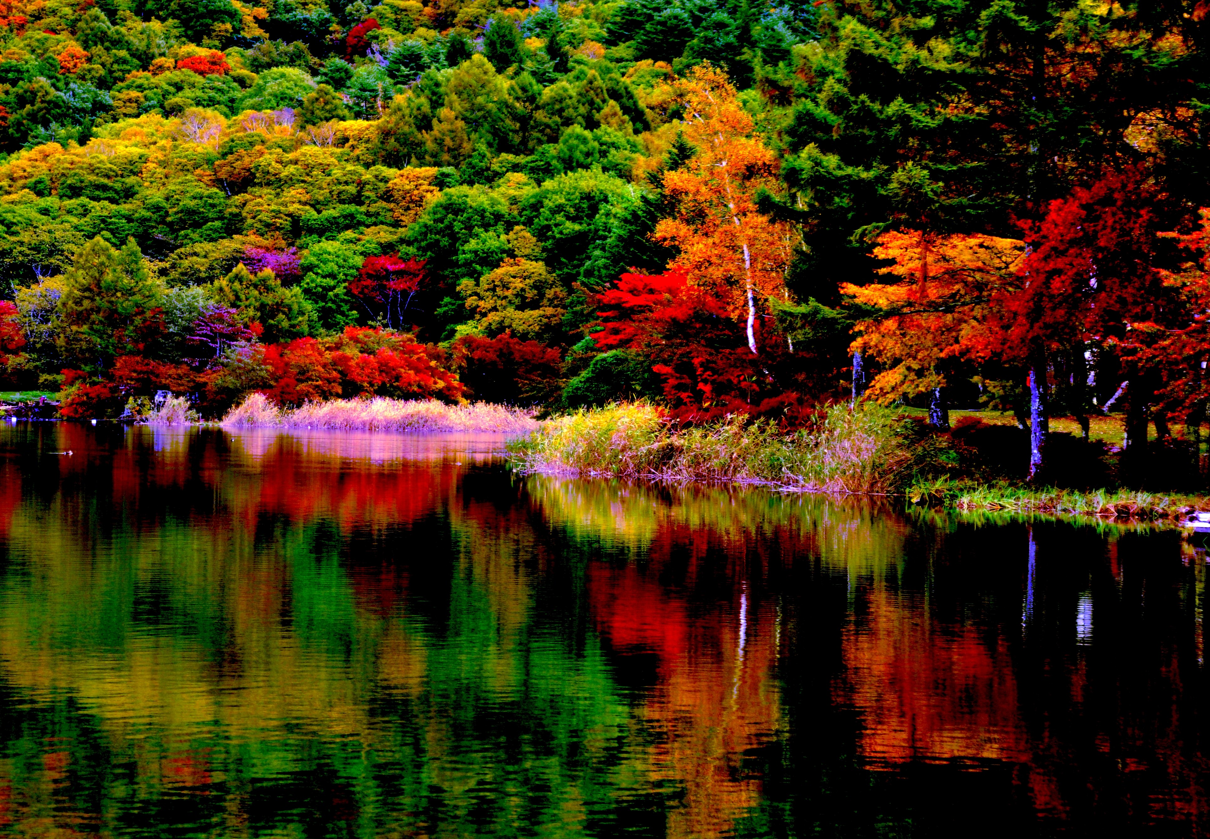 秋の色の壁紙,反射,自然,自然の風景,葉,木