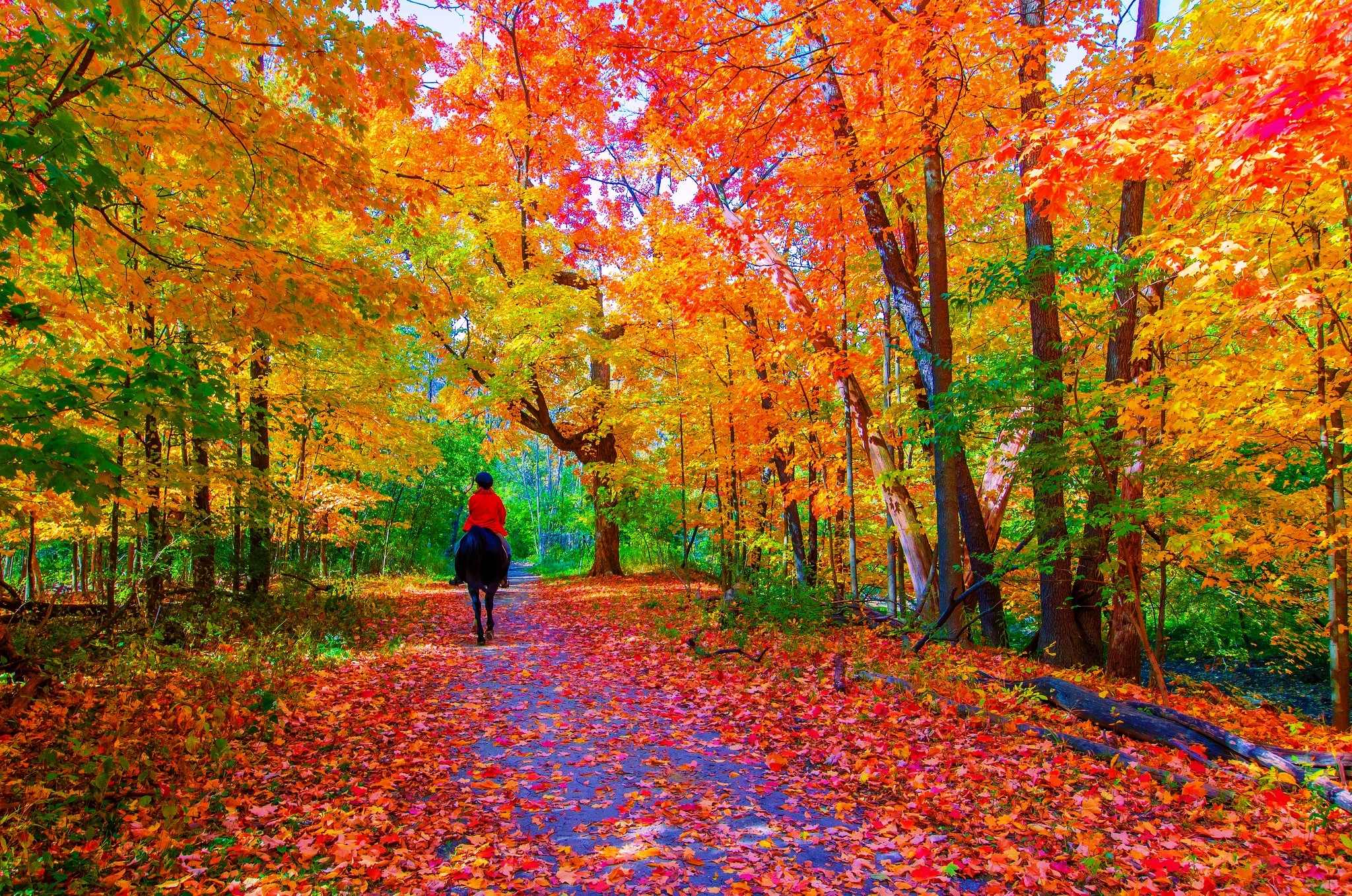 가을 색 벽지,나무,자연 경관,자연,잎,가을