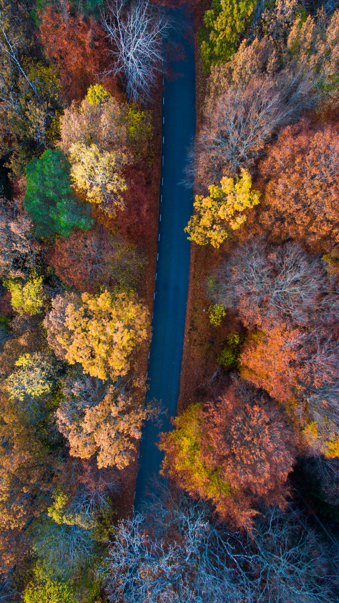 秋の色の壁紙,自然,葉,木,黄,工場