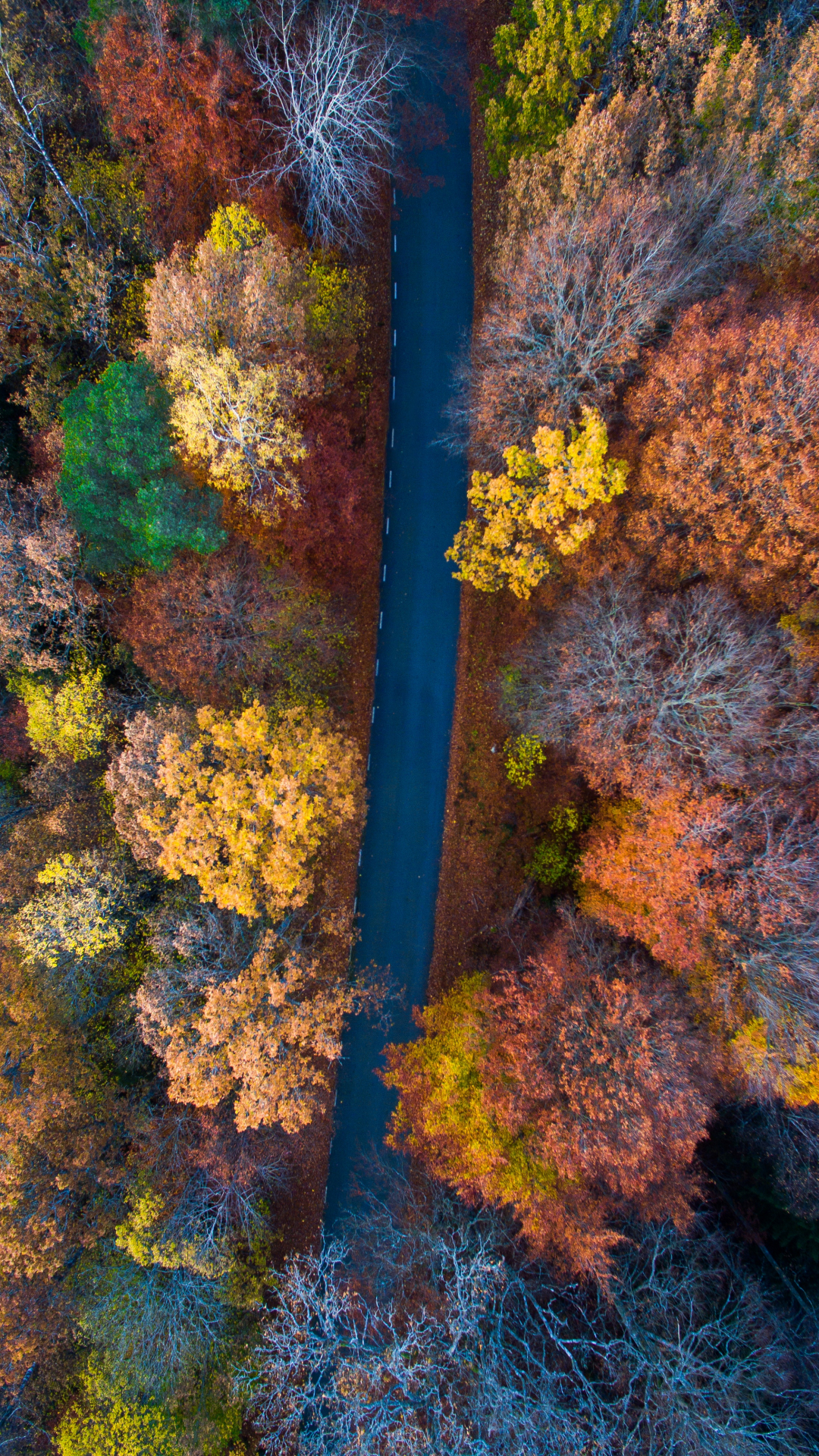 carta da parati colori autunnali,natura,foglia,albero,giallo,pianta