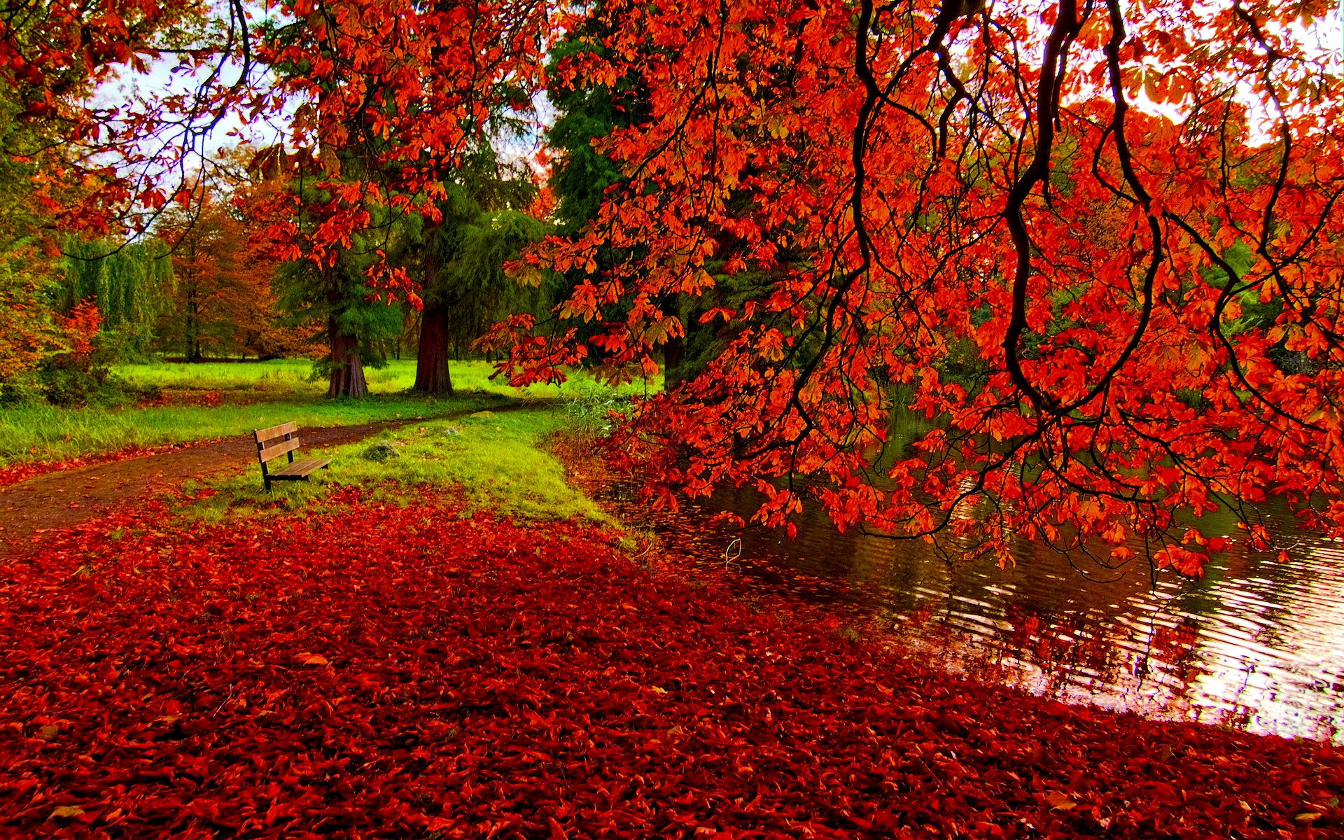 fall colors wallpaper,tree,natural landscape,red,nature,leaf