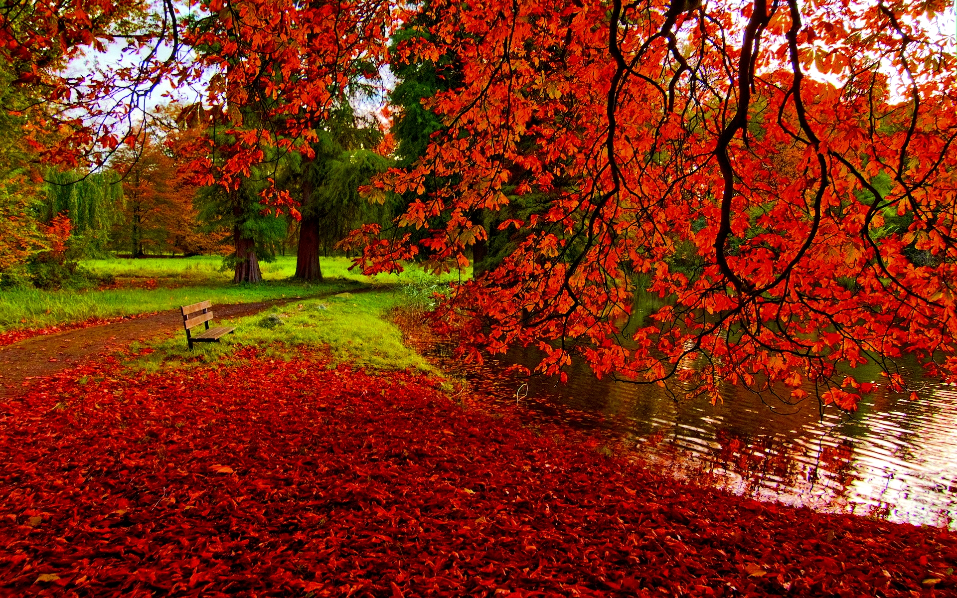 herbstfarben tapete,baum,natürliche landschaft,rot,natur,blatt