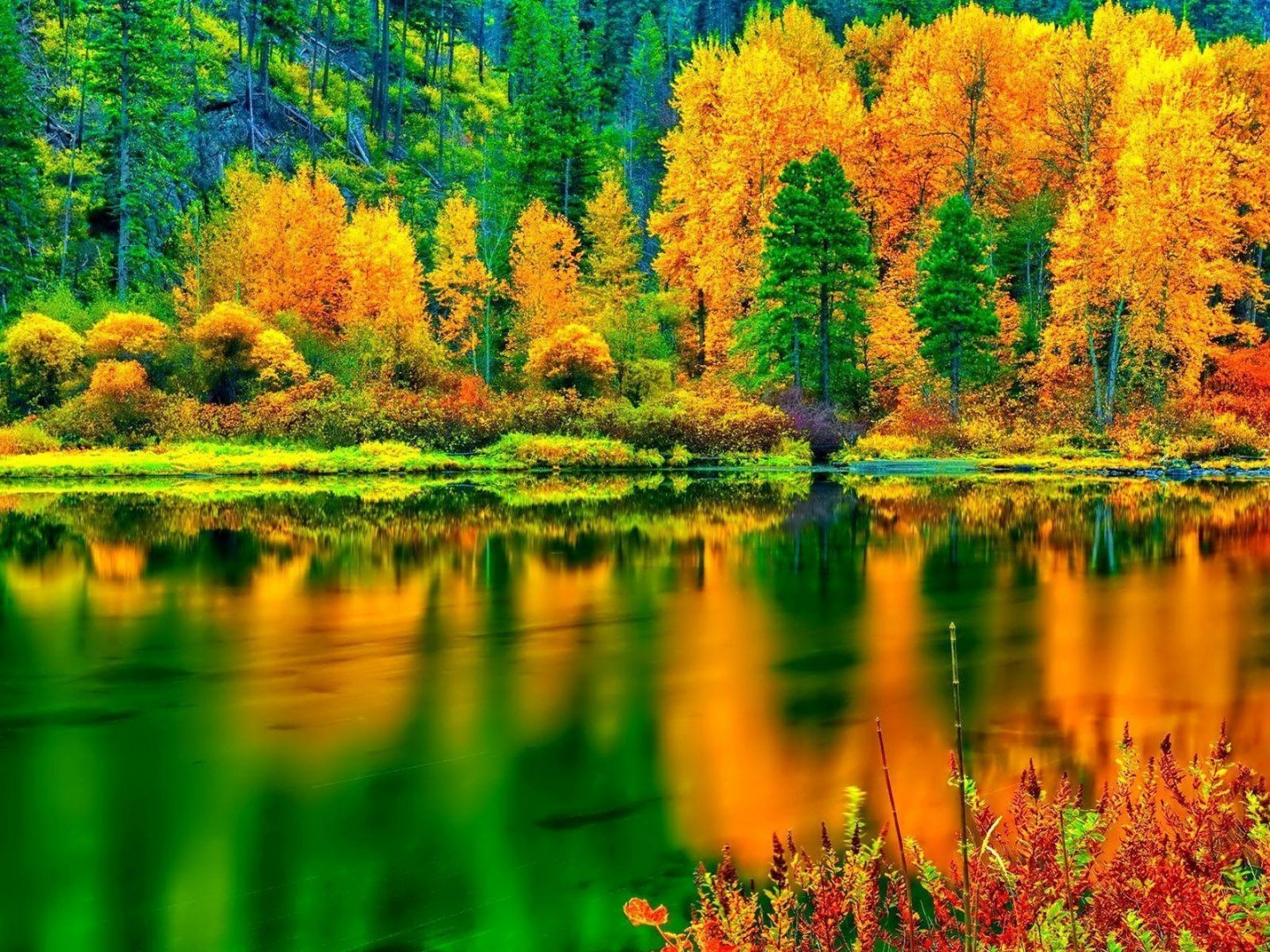 秋の色の壁紙,自然の風景,自然,反射,木,larix lyalliisubalpineカラマツ