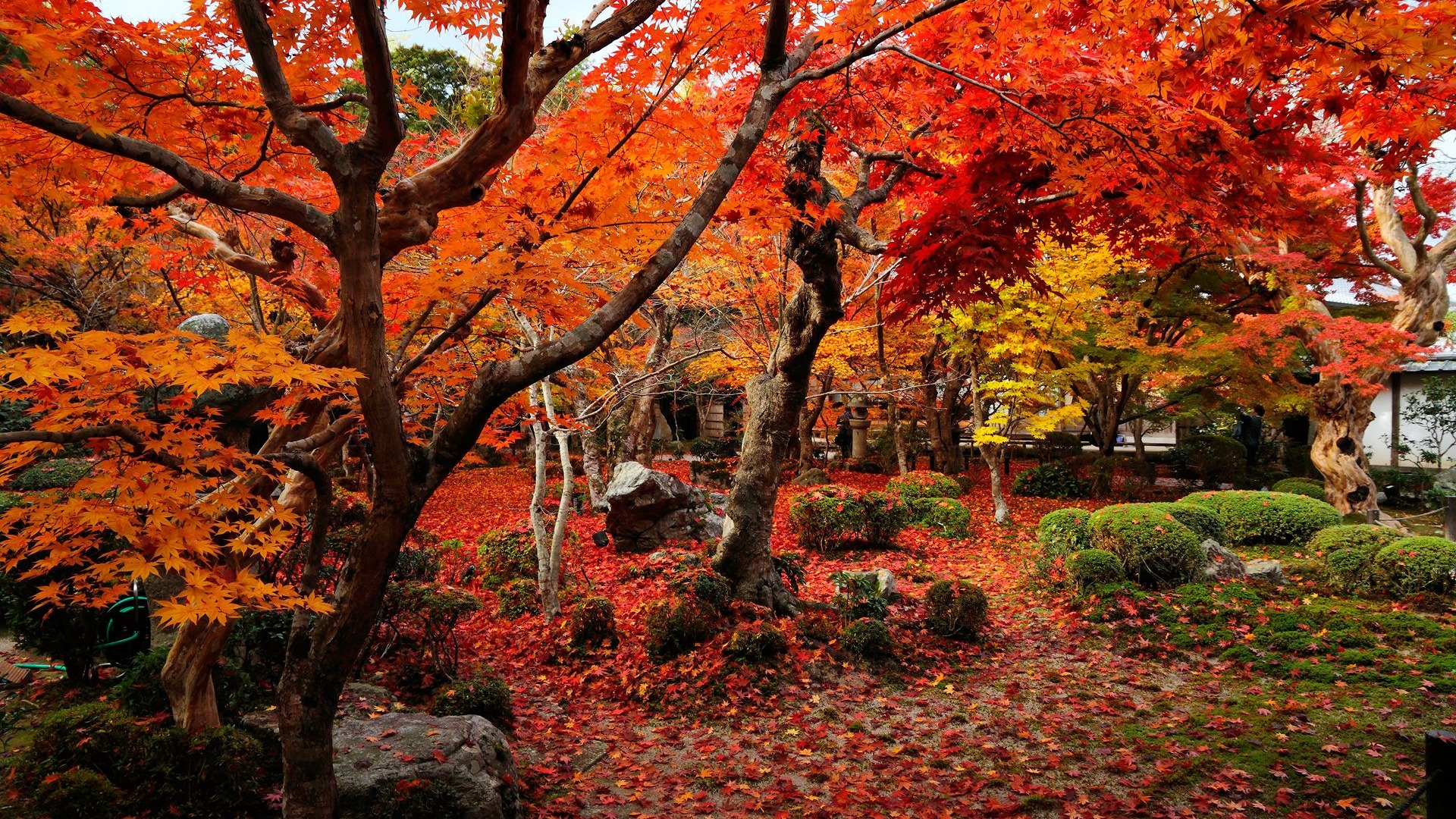 가을 색 벽지,나무,자연 경관,자연,가을,잎