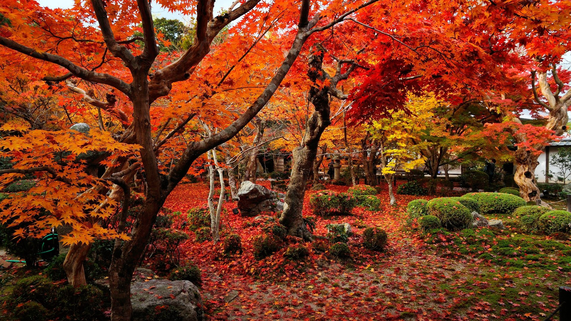 herbstfarben tapete,baum,natürliche landschaft,natur,herbst,blatt