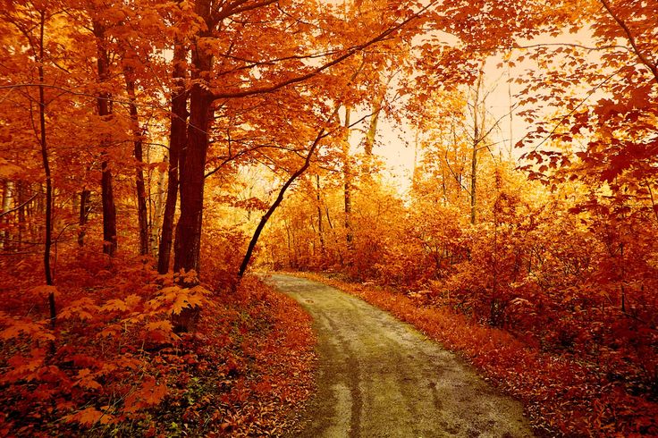秋の森の壁紙,自然の風景,自然,木,秋,森林