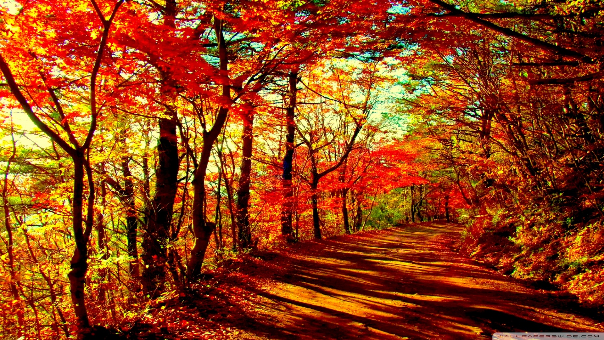 otoño bosque fondo de pantalla,árbol,paisaje natural,naturaleza,hoja,bosque de madera dura del norte