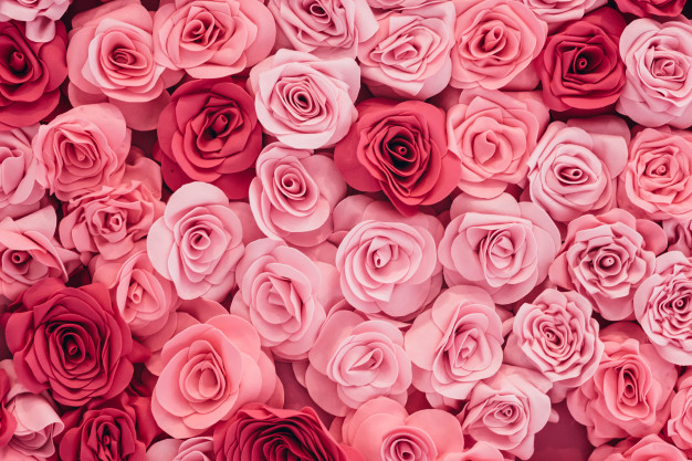 wallpaper url,flower,rose,garden roses,pink,petal