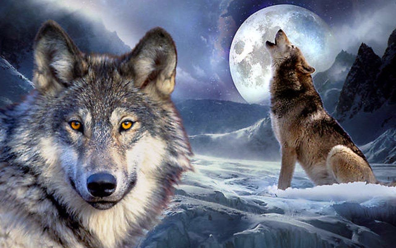 free adult wallpaper,wolf,mammal,canis lupus tundrarum,canidae,nature